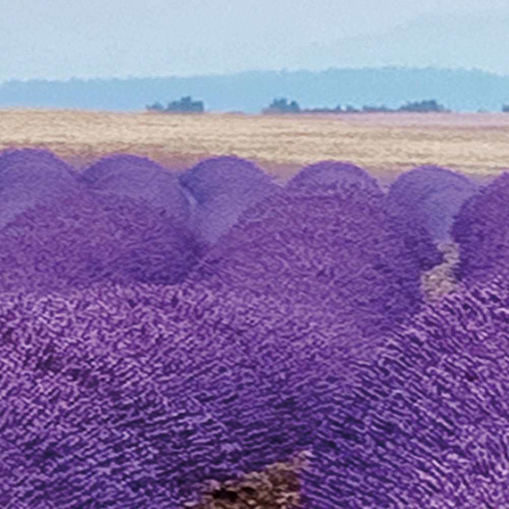 Komar Fototapete »Vlies Fototapete - Provence - Größe 400 x 260 cm« Motiv | bedruckt glatt
