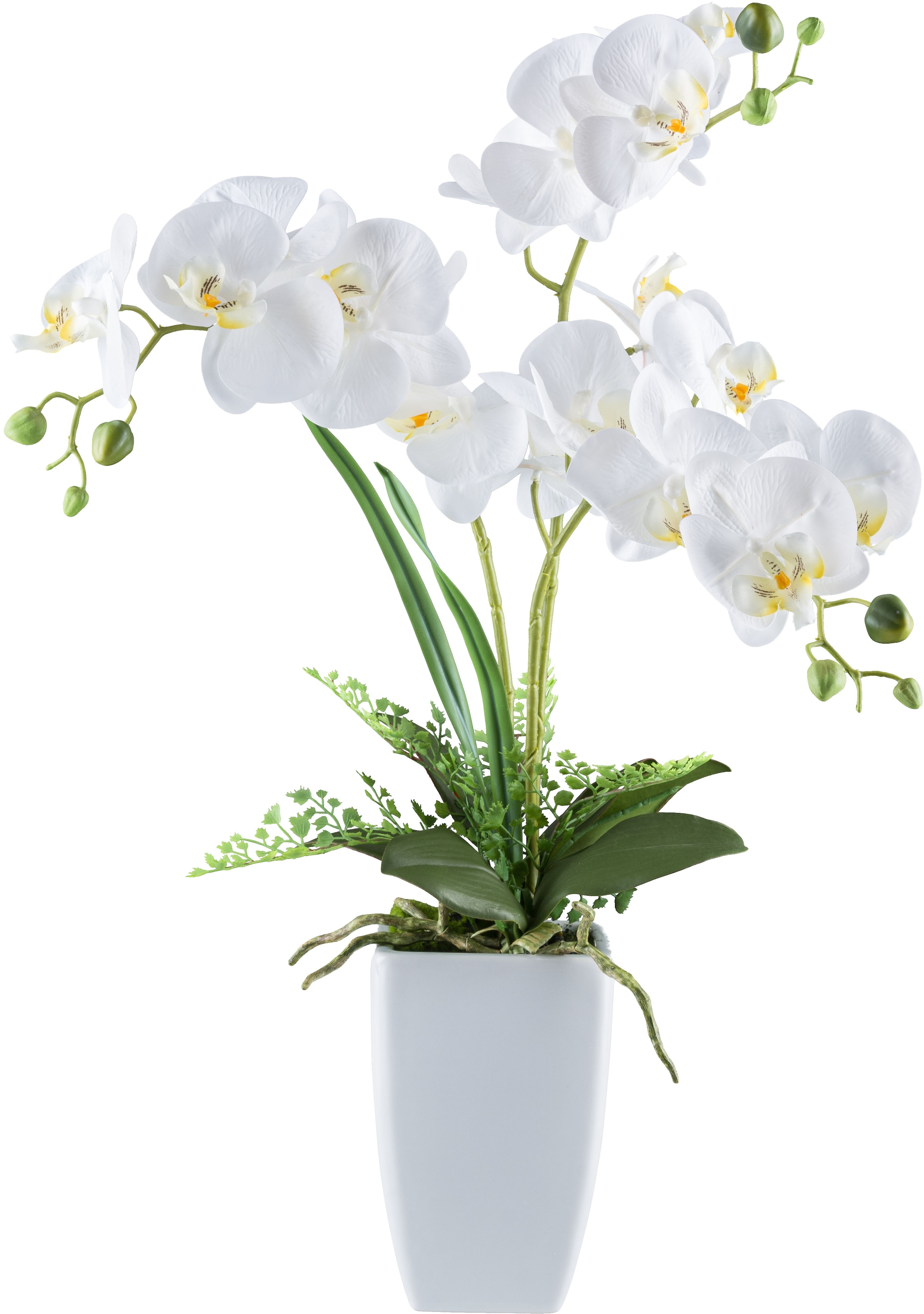 Creativ green Kunstorchidee "Orchidee Phalaenopsis", mit Farnzweigen günstig online kaufen