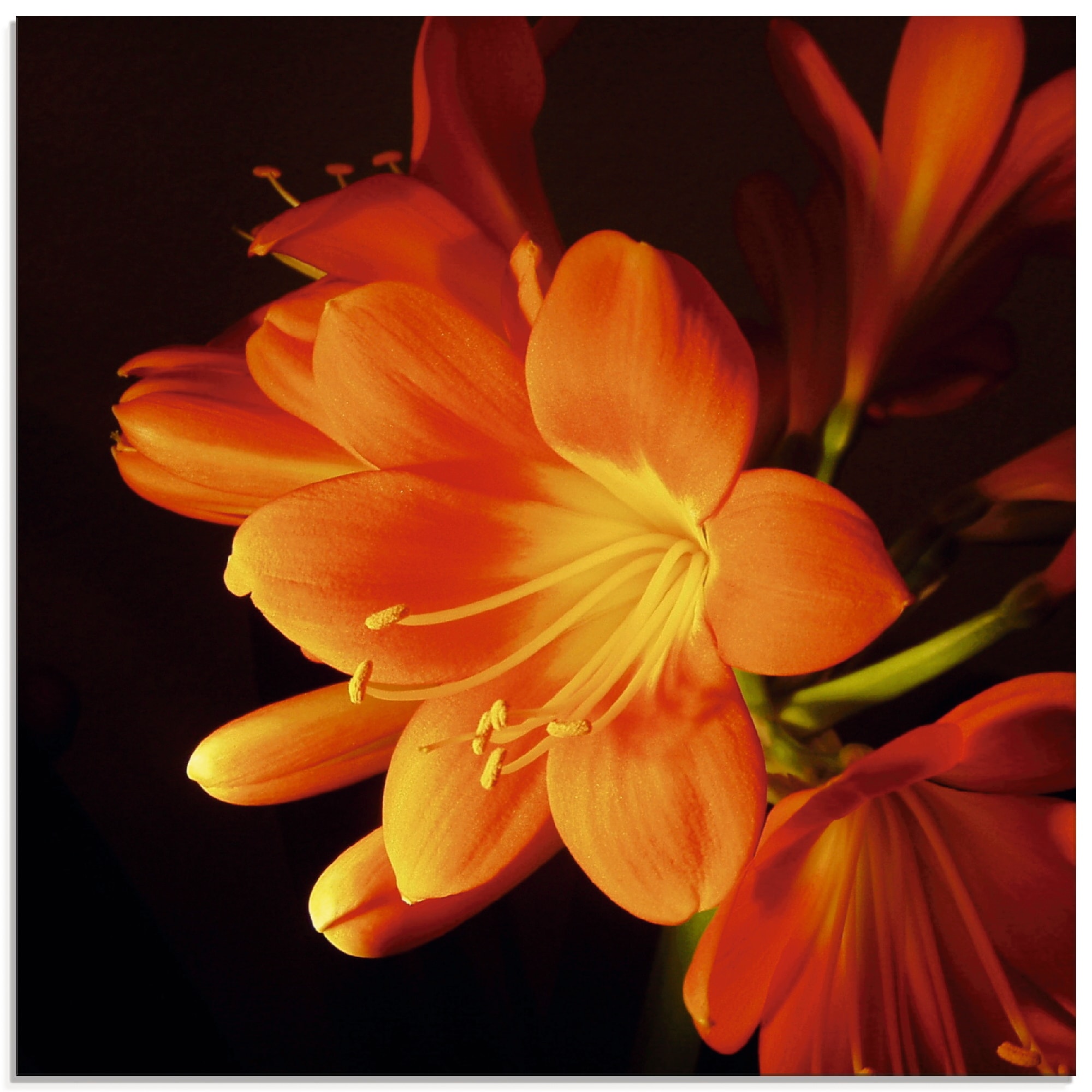 Artland Glasbild "Clivie in leuchtendem Orange" Blumen 1 Stk. tlg. in verschiedenen Größen
