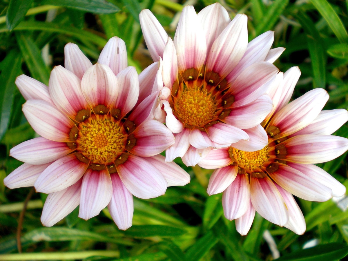 Papermoon Fototapete "Afrikanische Gazania Blumen"