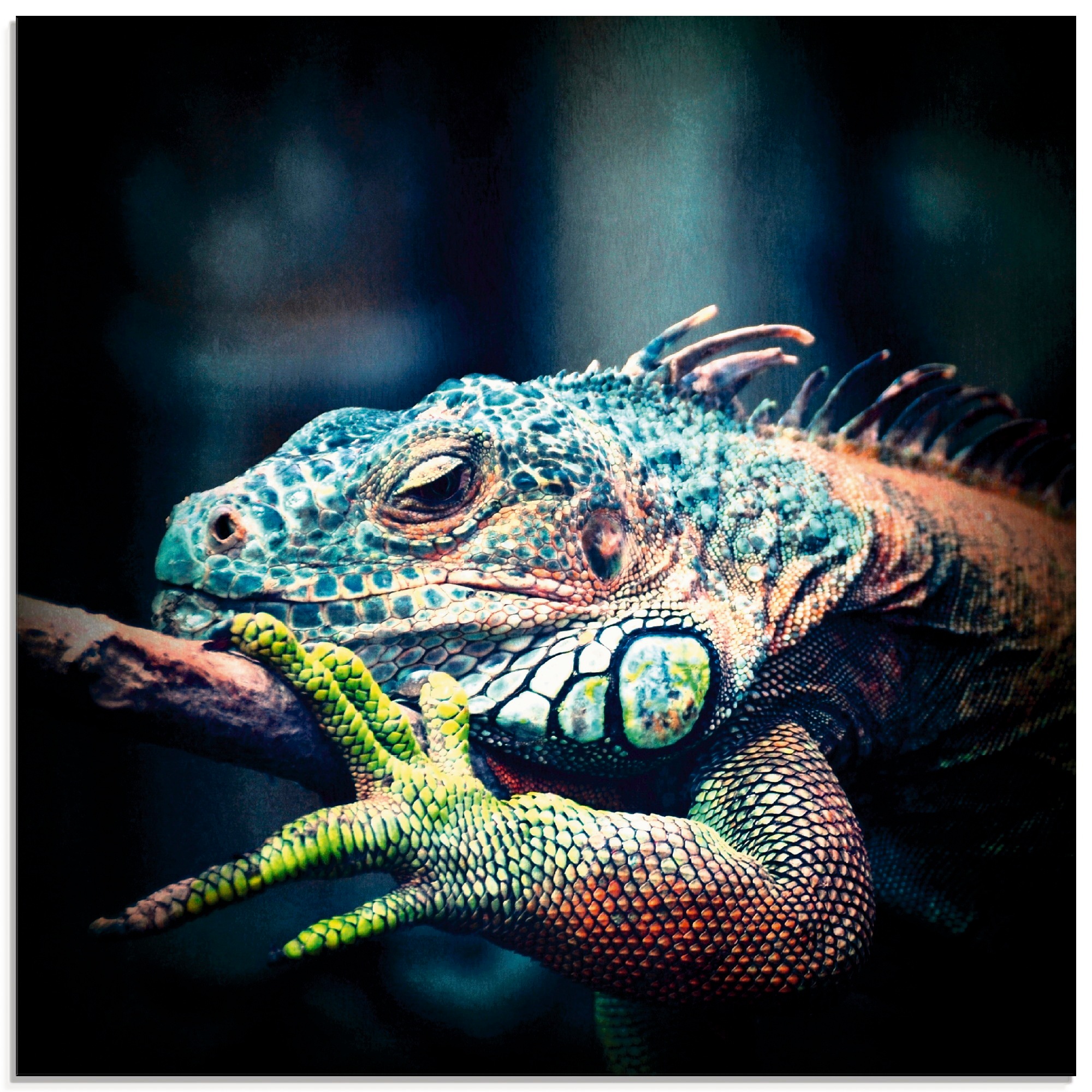 Artland Glasbild "Leguan" Reptilien 1 Stk. tlg. in verschiedenen Größen