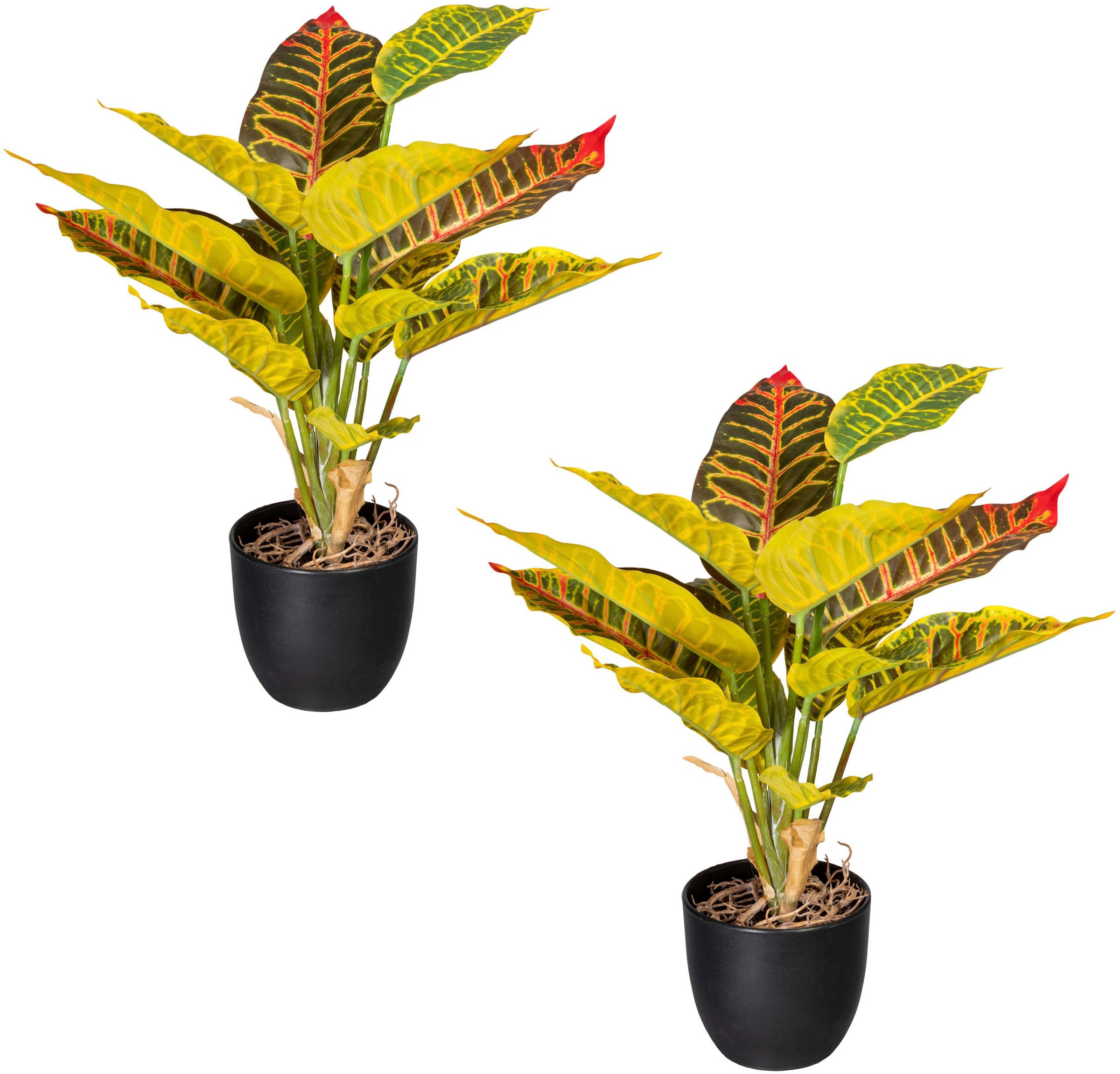 »Grünpflanze | 2er Zimmerpflanze BAUR Croton«, kaufen Creativ Set green Künstliche im