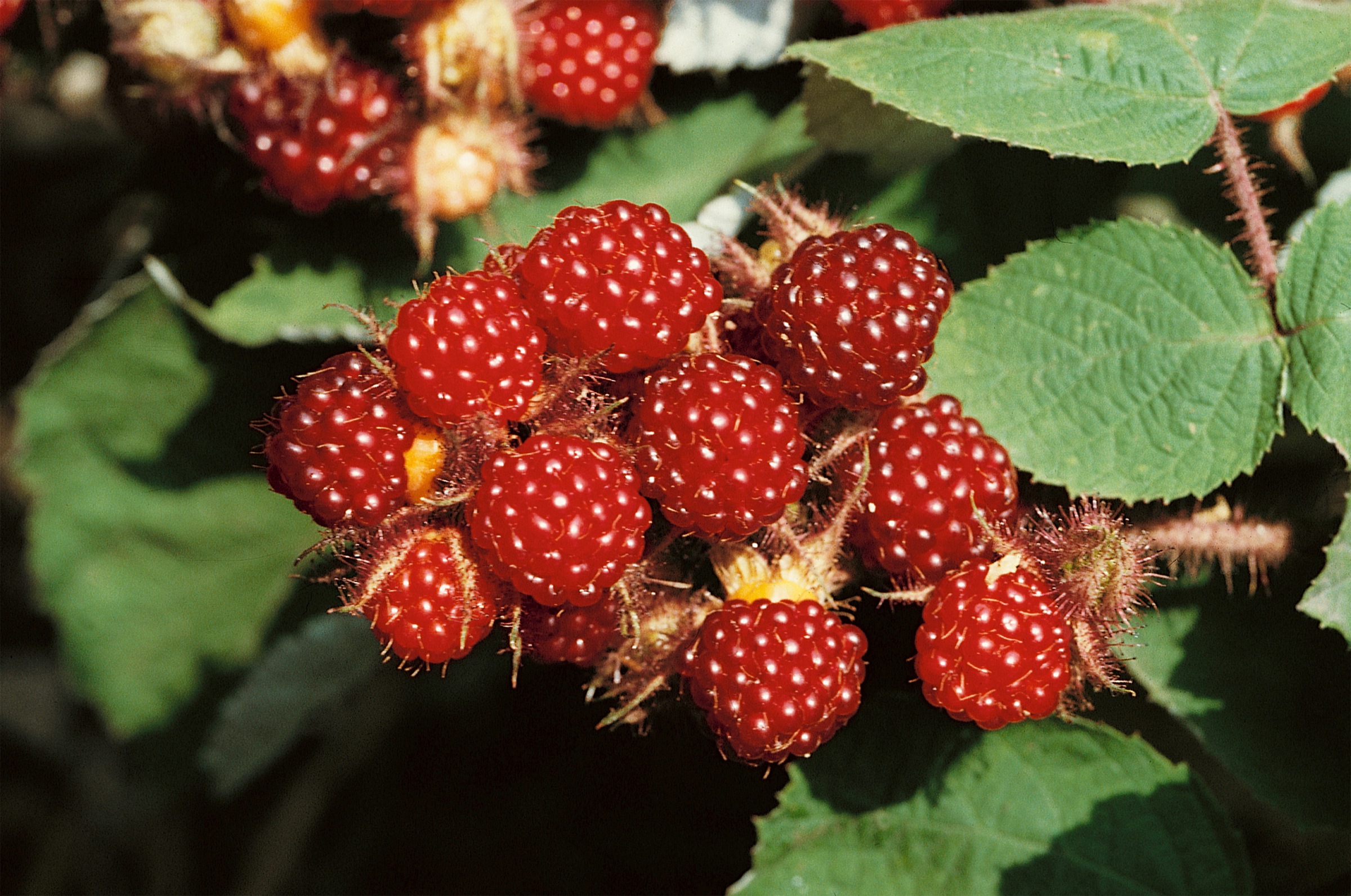 BCM Obstpflanze »Japanische Weinbeere / Rotborstige Himbeere«, (1 St.), Höhe: 30-40... kaufen