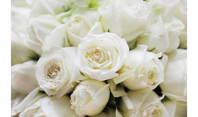 Fototapete »White Roses«