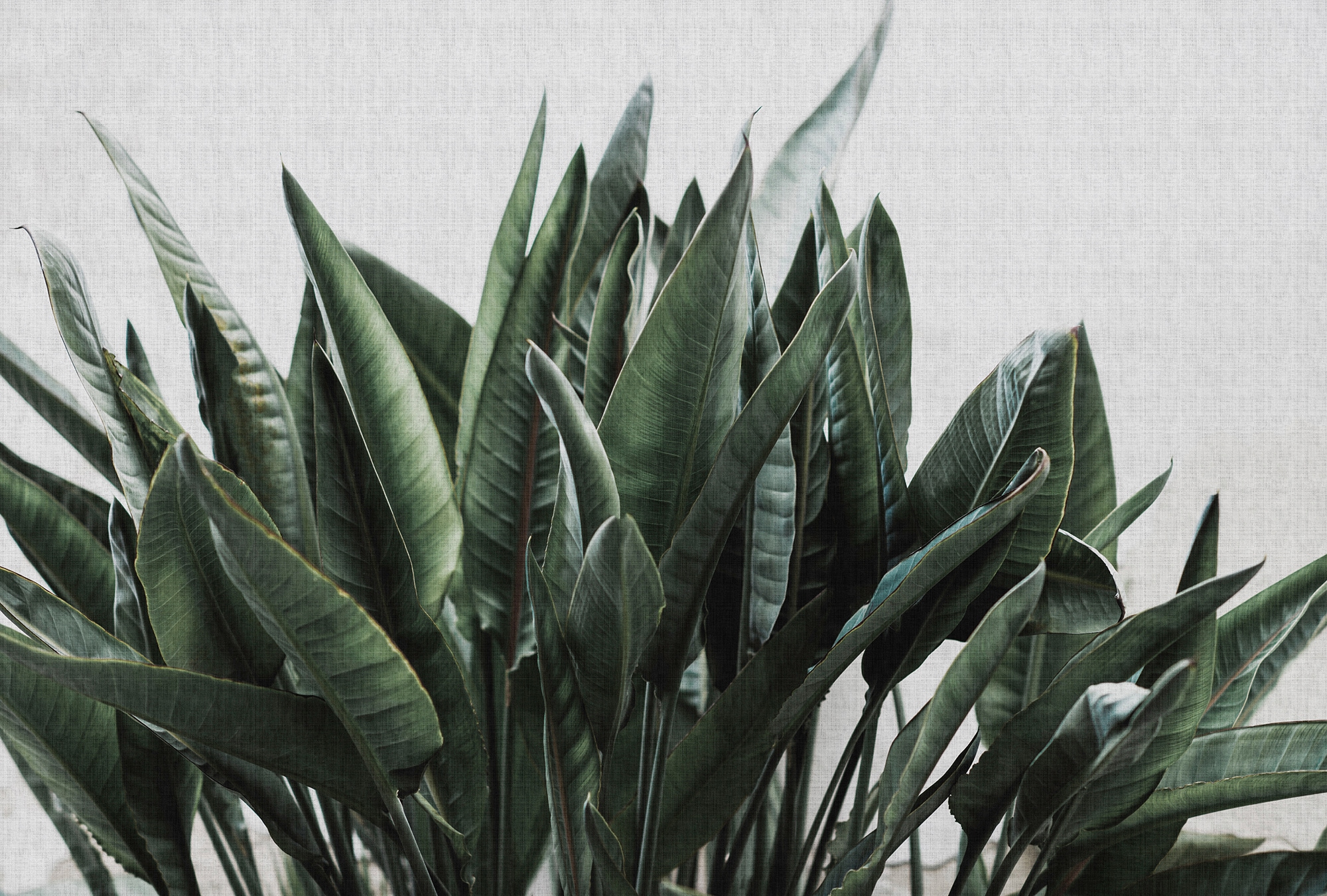 living walls Fototapete "Walls by Patel Urban Jungle 2" glatt Vlies, Wand, günstig online kaufen