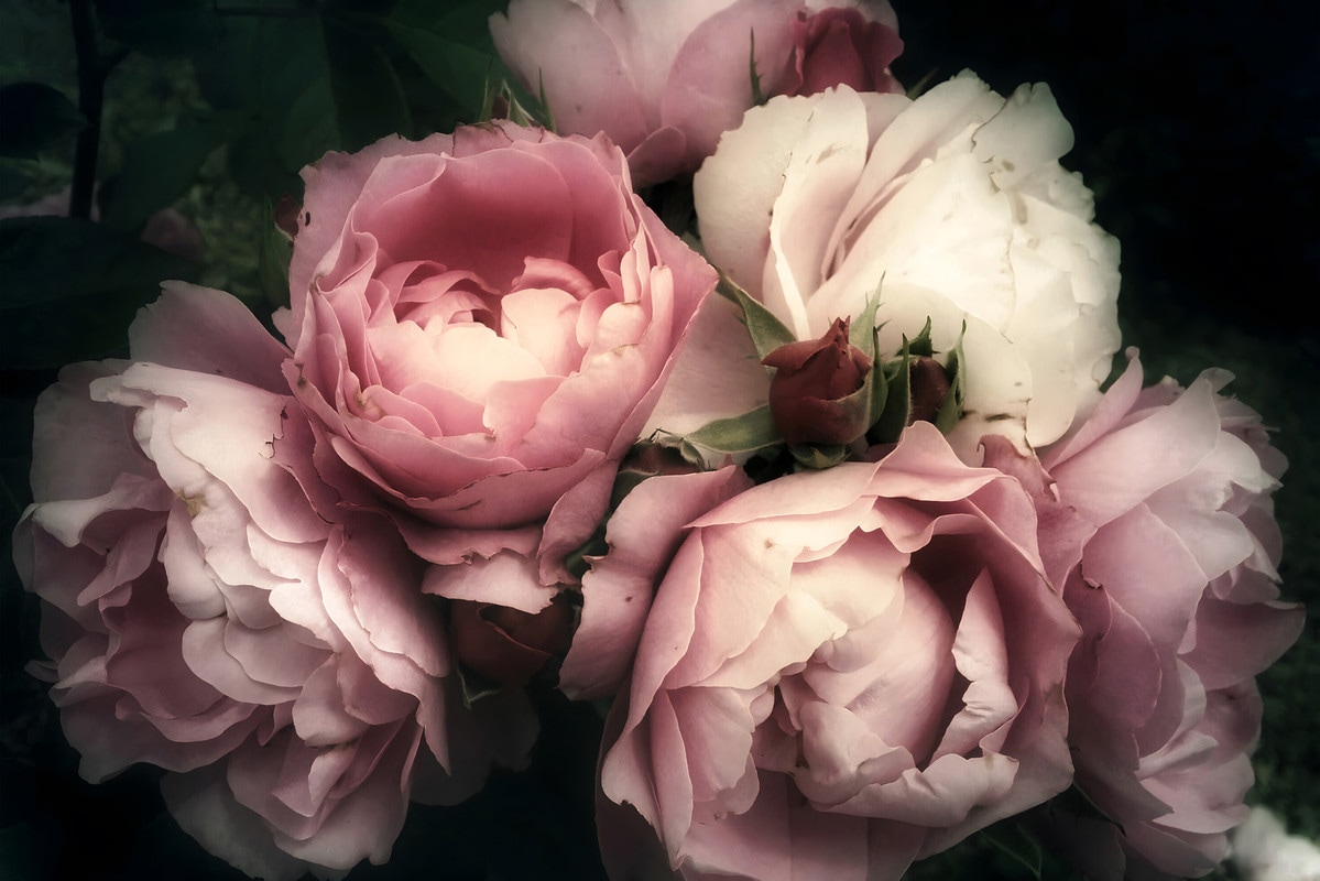 A.S. Création Vliestapete "Fototapete Vintage-Rosen Rosa Dunkel Vliestapete" matt glatt
