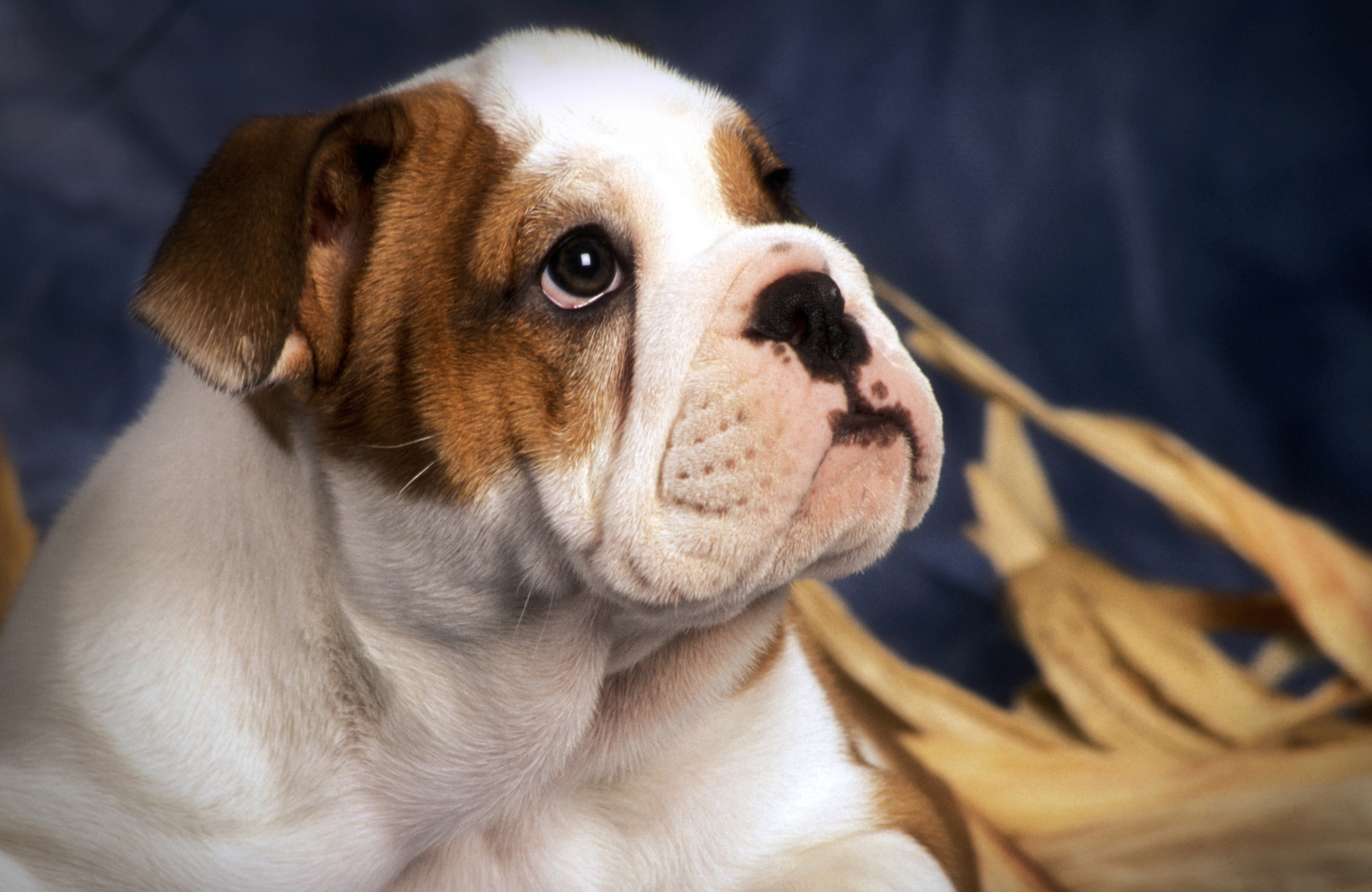 Papermoon Fototapete »BULLDOG-TIERE HUND BULLDOGE HUNDE WANDDEKO WANDBILD XXL«