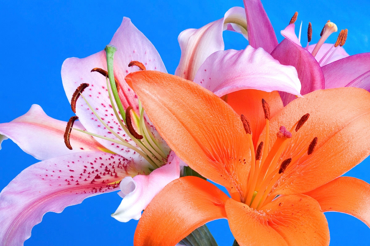 Papermoon Fototapete "Blumen"