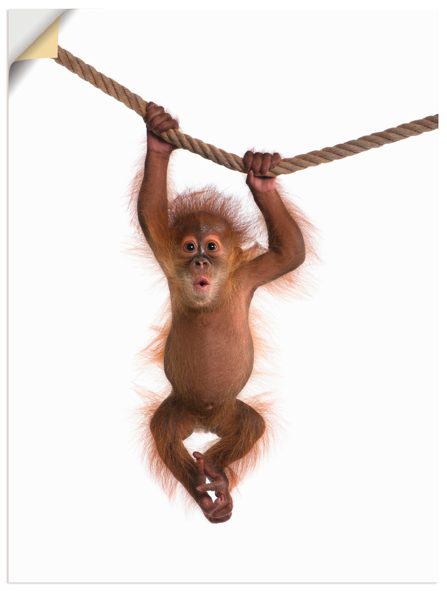 Artland Wandbild »Baby Orang Utan hängt an Seil II«, Wildtiere, (1 St.),  als Alubild, Leinwandbild, Wandaufkleber oder Poster in versch. Größen  bestellen | BAUR