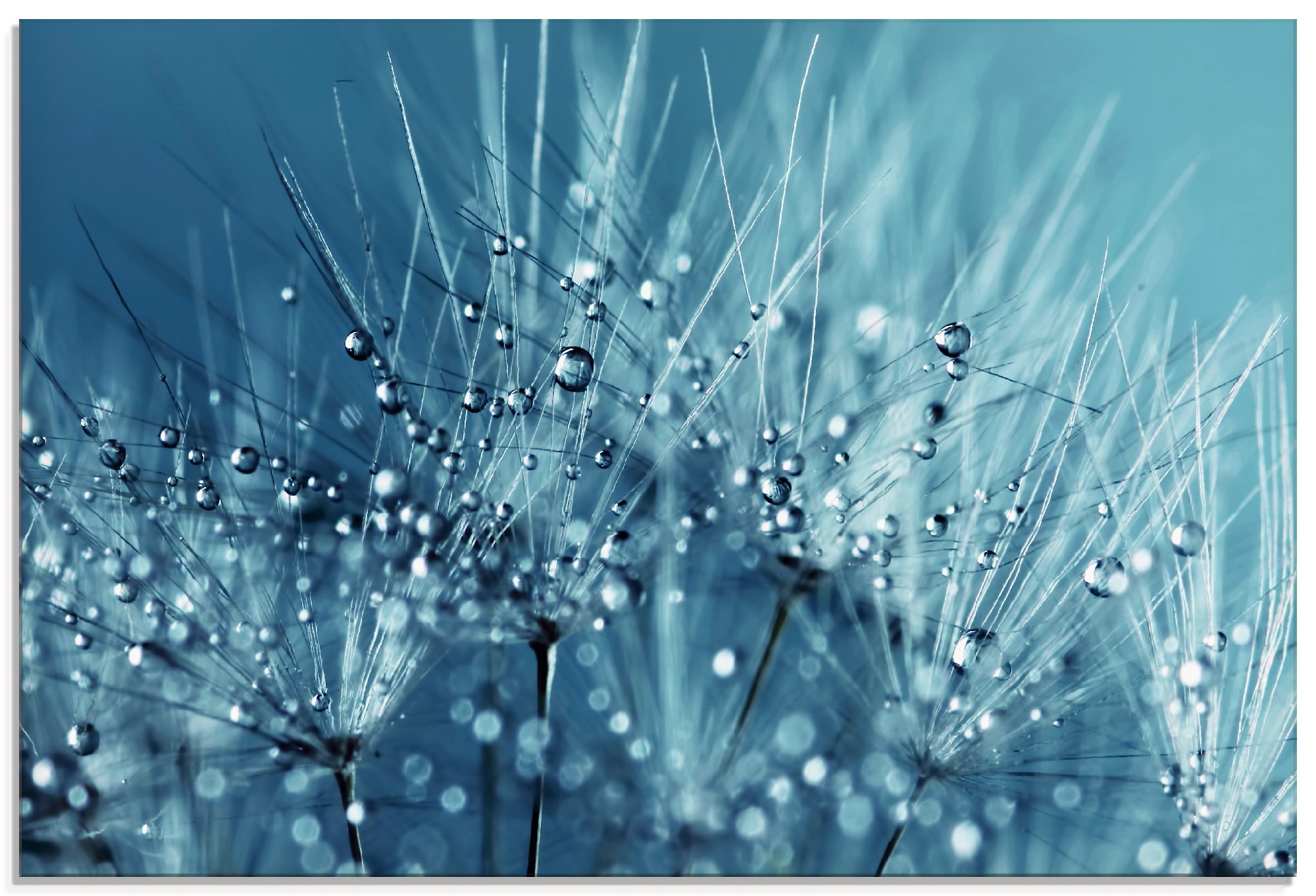 Artland Glasbild "Blaue glitzernde Pusteblume" Blumen 1 Stk. tlg. in versch günstig online kaufen