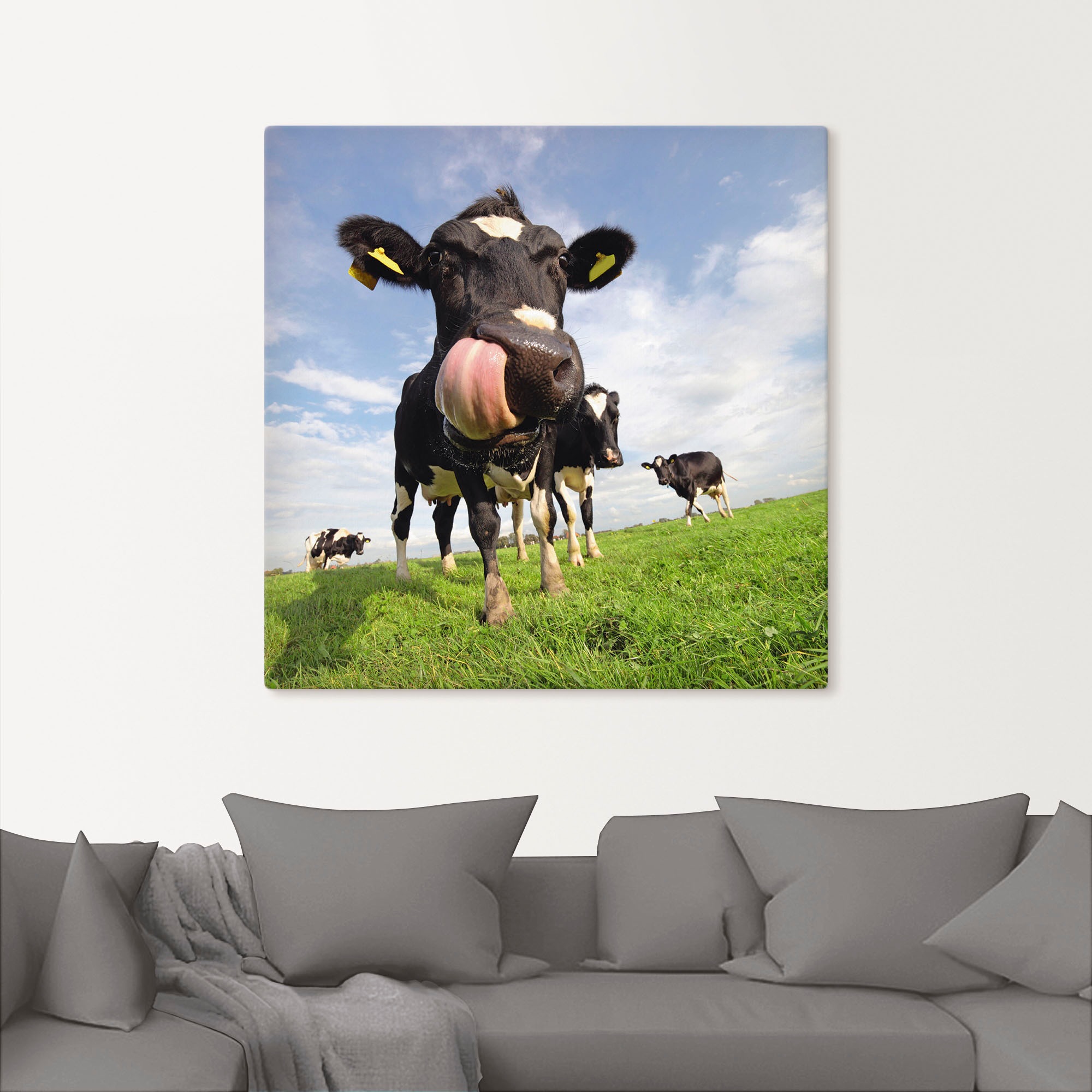 Artland Wandbild »Holstein-Kuh mit gewaltiger Zunge«, Haustiere, (1 St.), als Alubild, Outdoorbild, Leinwandbild, Poster, Wandaufkleber