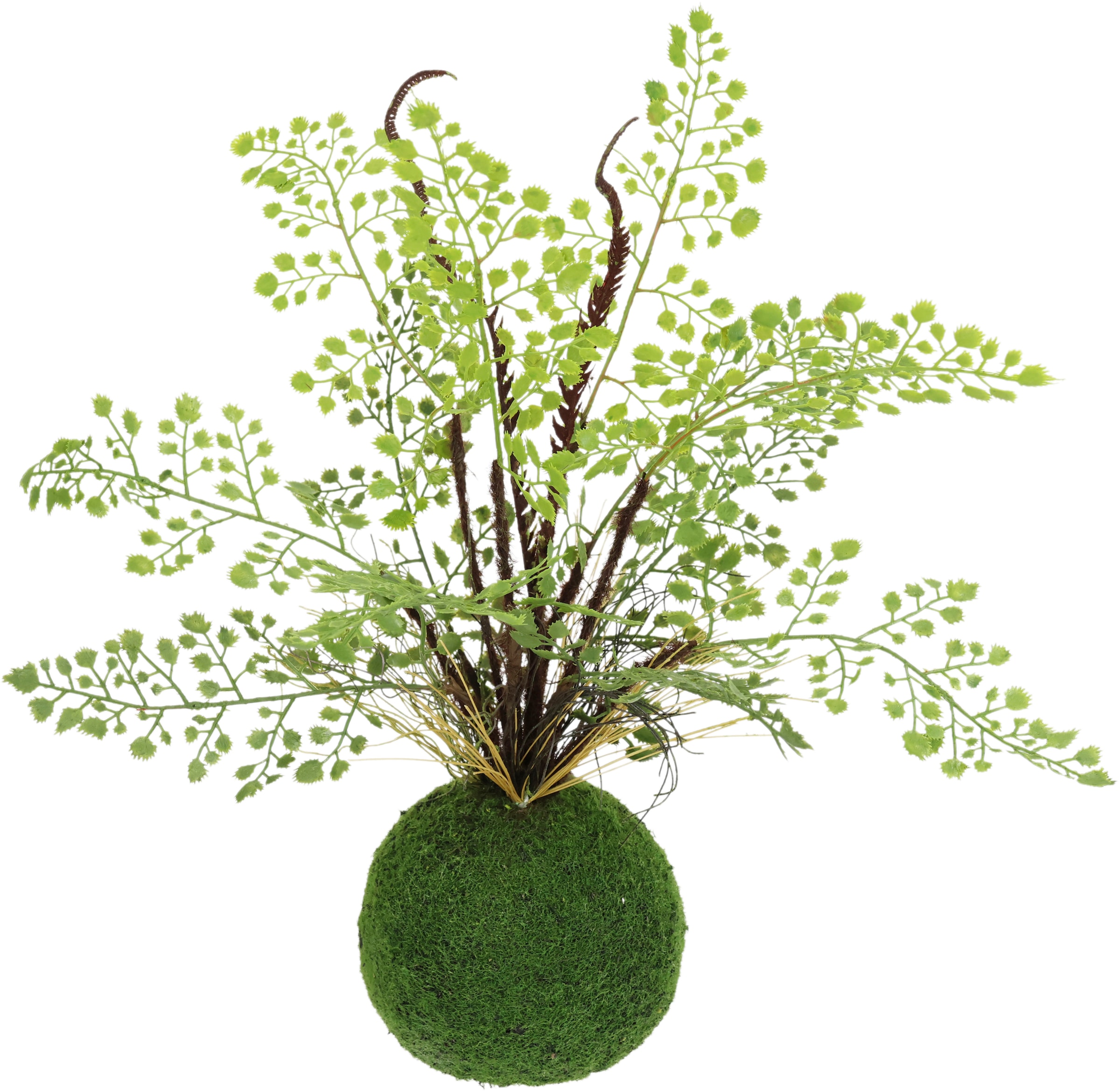 Kunstpflanze »Farnbusch auf Mooskugel«, Künstliche Pflanze Waldfarn