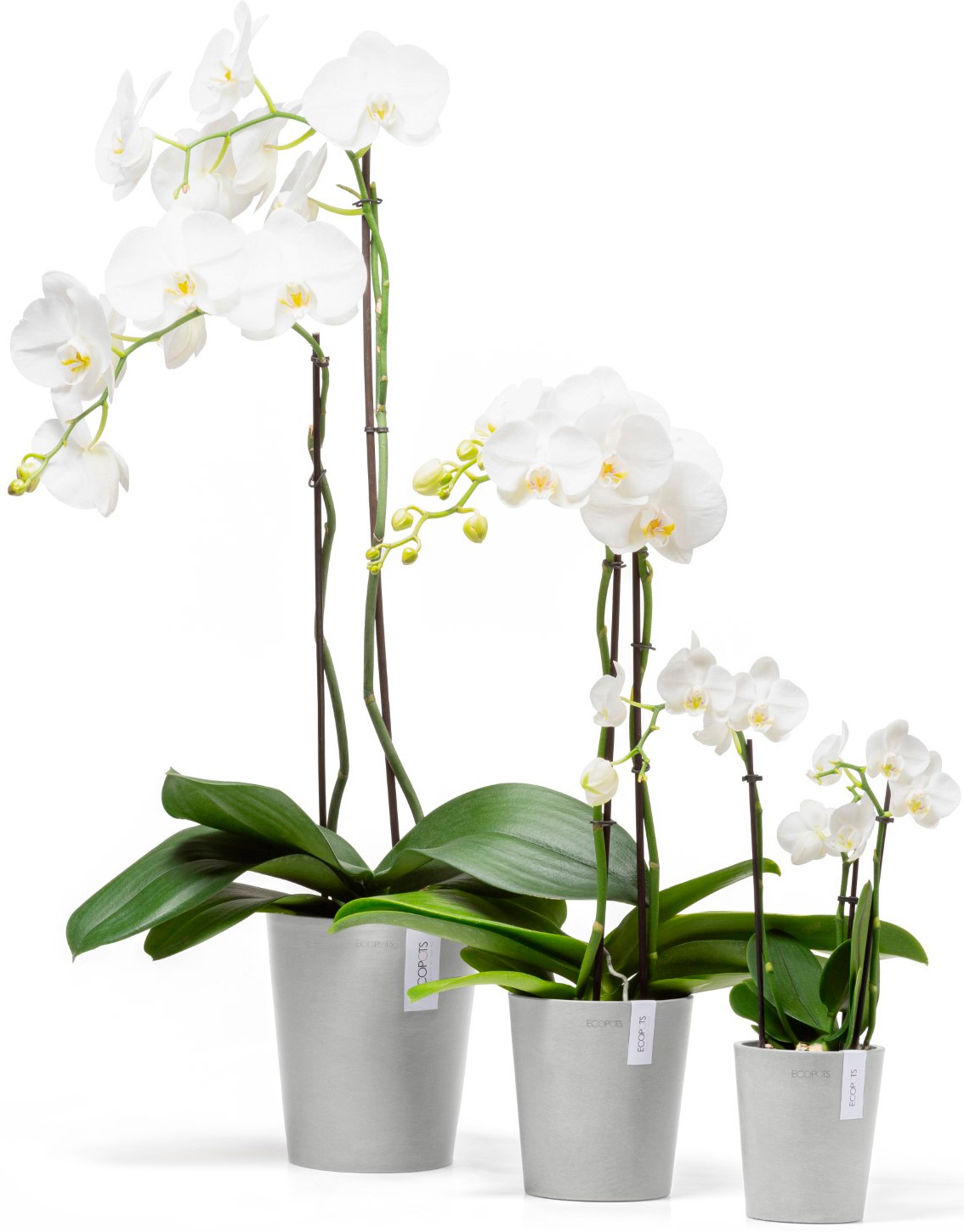 ECOPOTS Blumentopf »Morinda Orchidee 17 Weißgrau«, für den Innenbereich