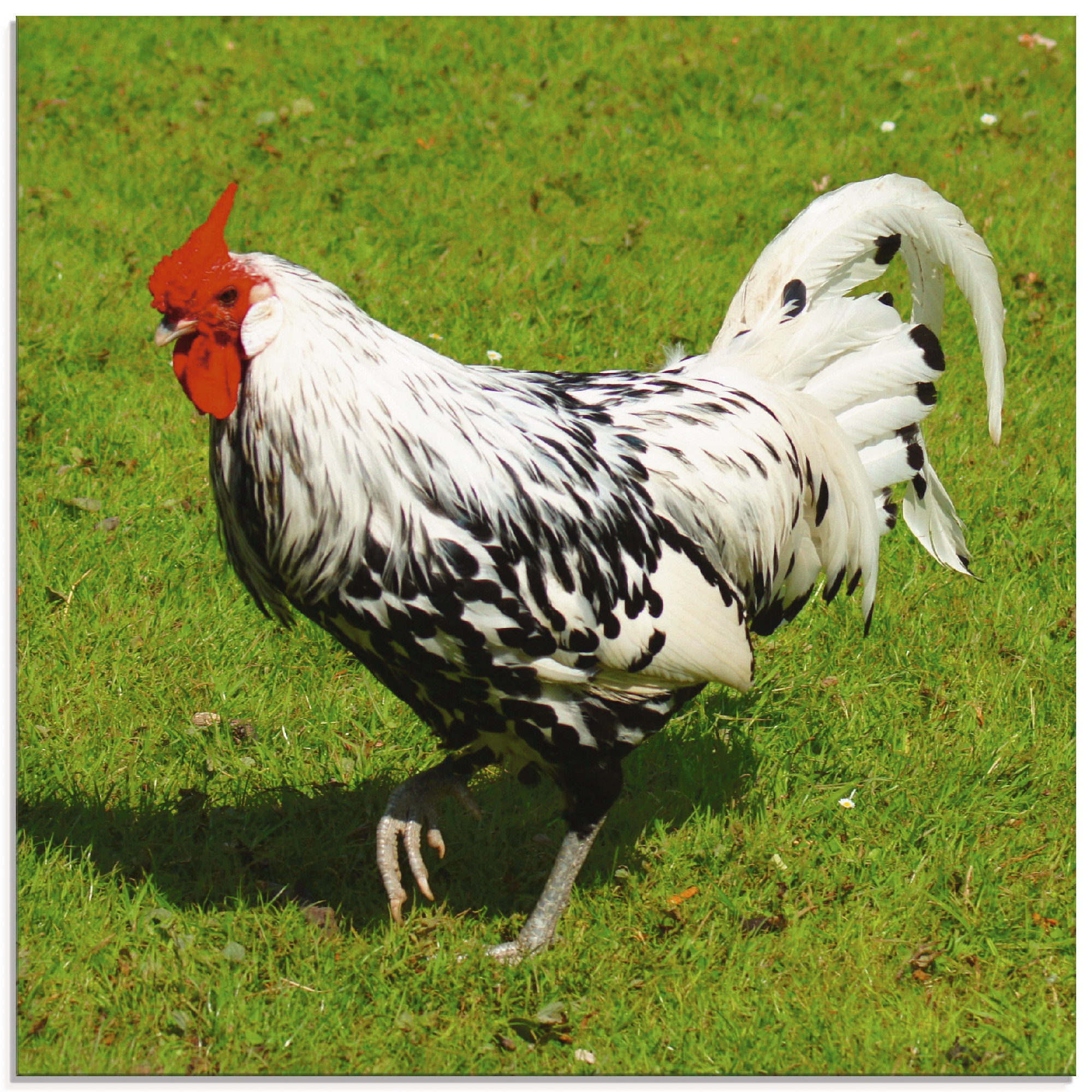 Artland Glasbild "Gepunktetes Huhn" Vögel 1 Stk. tlg. in verschiedenen Größen