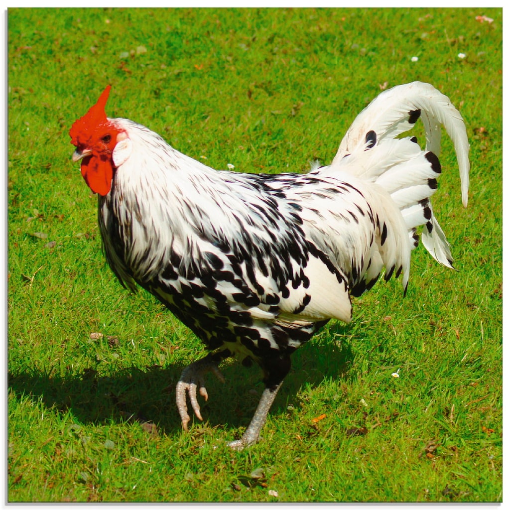 Artland Glasbild »Gepunktetes Huhn«, Vögel, (1 St.)