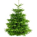 Guru weihnachtsbaum - Die hochwertigsten Guru weihnachtsbaum unter die Lupe genommen