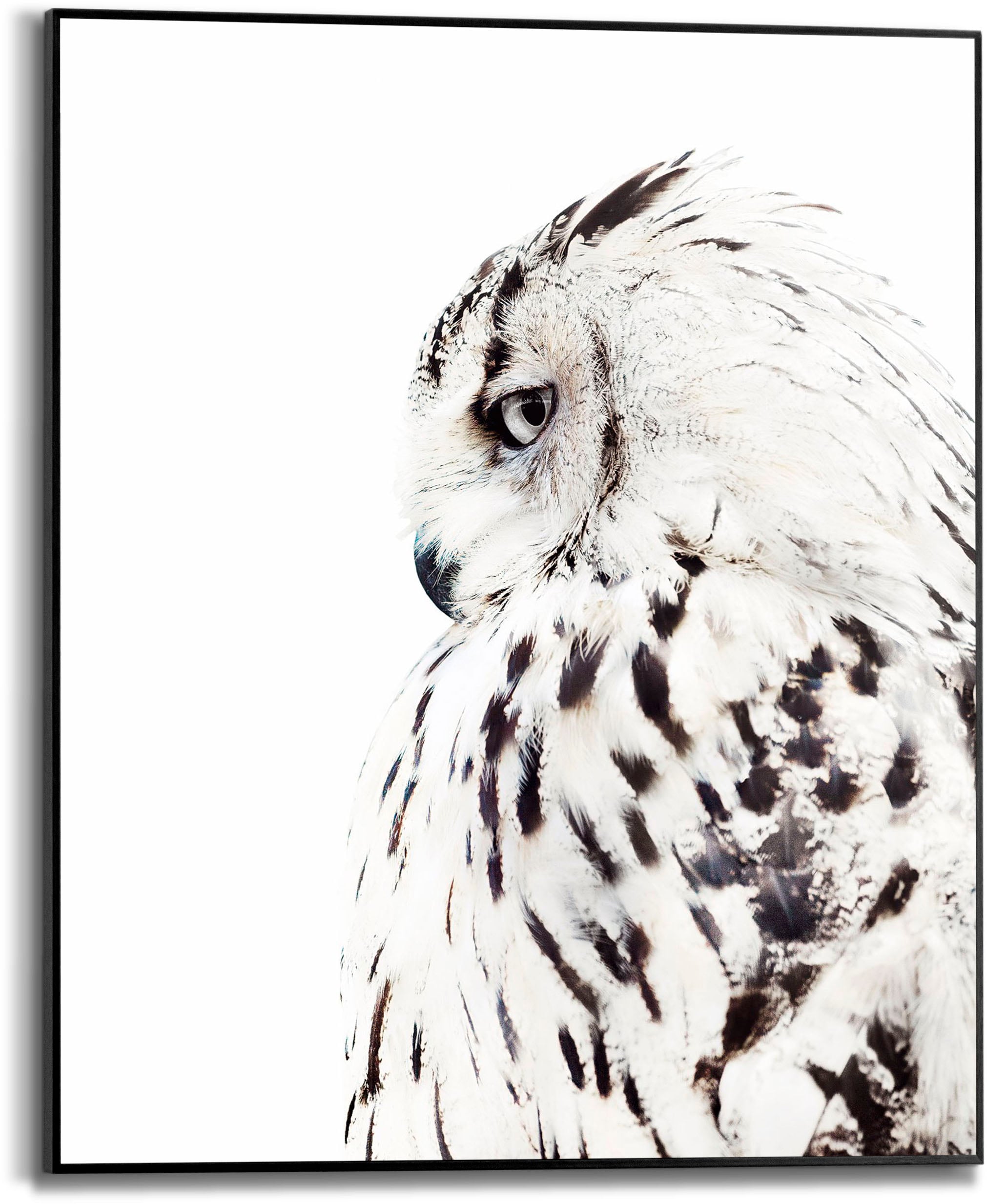 Bild mit Rahmen »White Owl«, (1 St.)