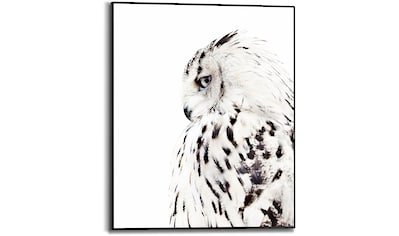 Bild mit Rahmen »White Owl«, (1 St.)