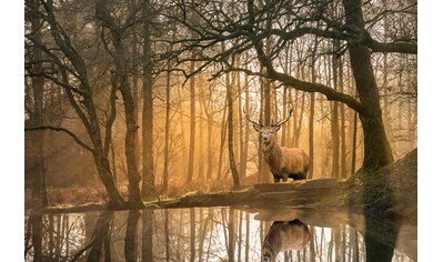 Fototapete »Hirsch im Wald«