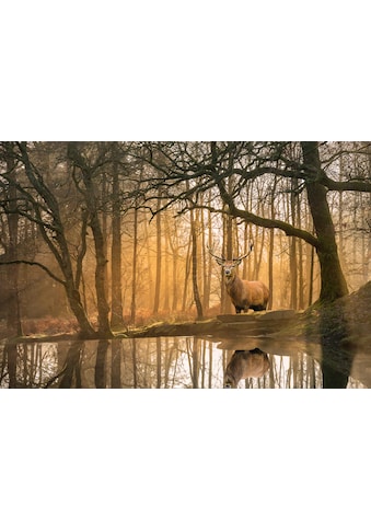 Fototapete »Hirsch im Wald«