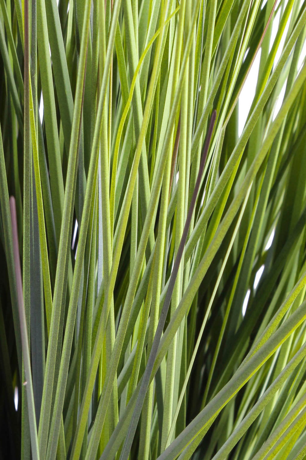 Botanic-Haus Kunstgras „Grasarrangement King Festuca“ grün Rabatt: 32 %