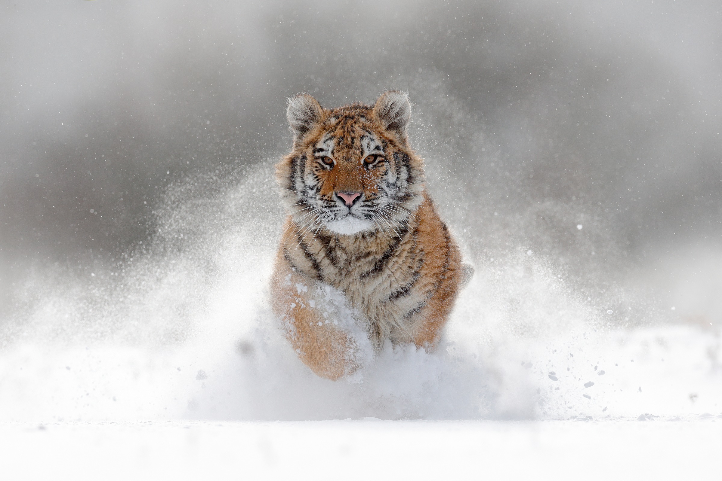 Papermoon Fototapete "Siberian Tiger" glatt