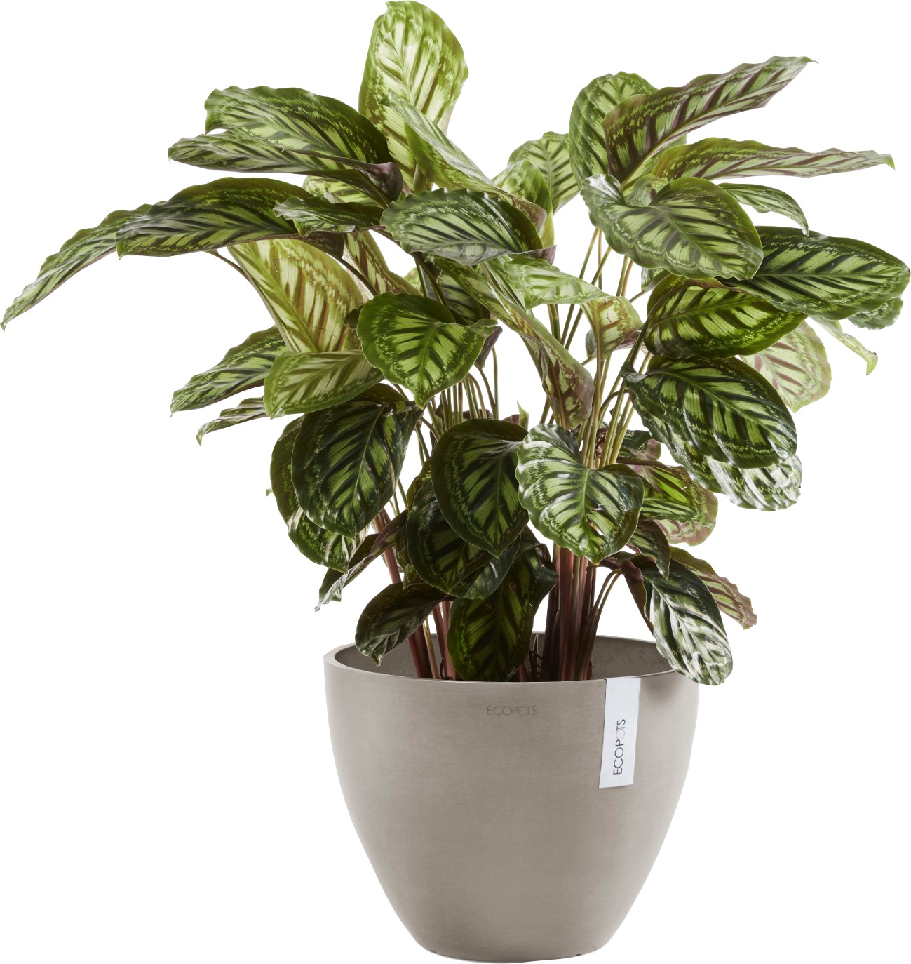 Ecopots Pflanztopf Antwerp Braungrau 50 cm günstig online kaufen