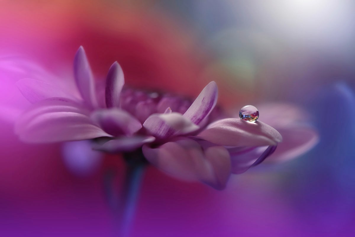 Papermoon Fototapete "Zen Wassertropfen mit Blume Makro"