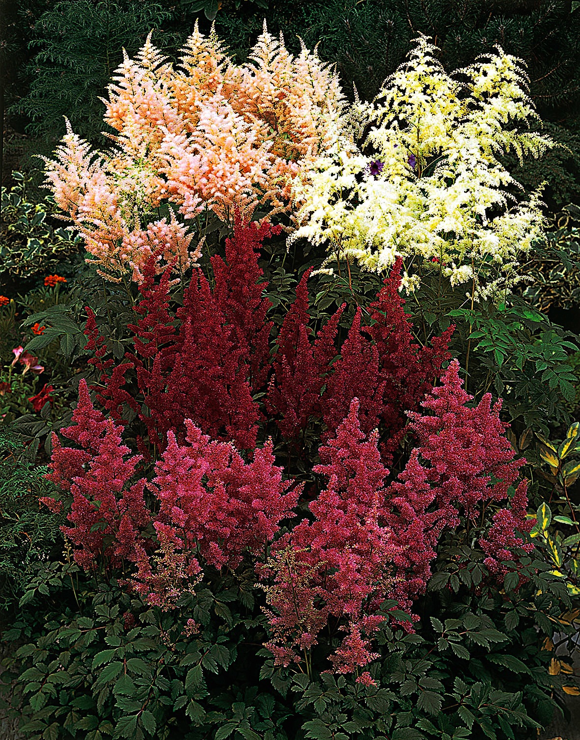 BCM Staude »Gartenastilbe«, (3 St.), Spar-Set: 3 Pflanzen kaufen