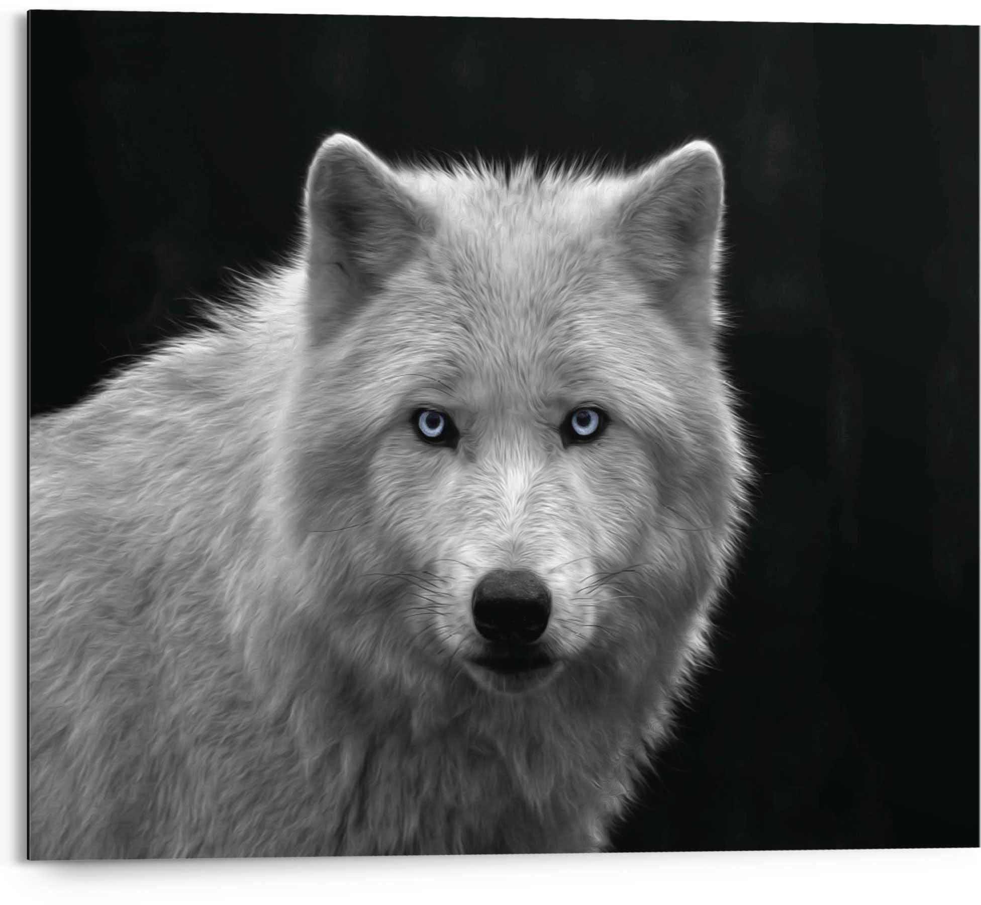 Reinders Wandbild "Weißer Wolf" günstig online kaufen