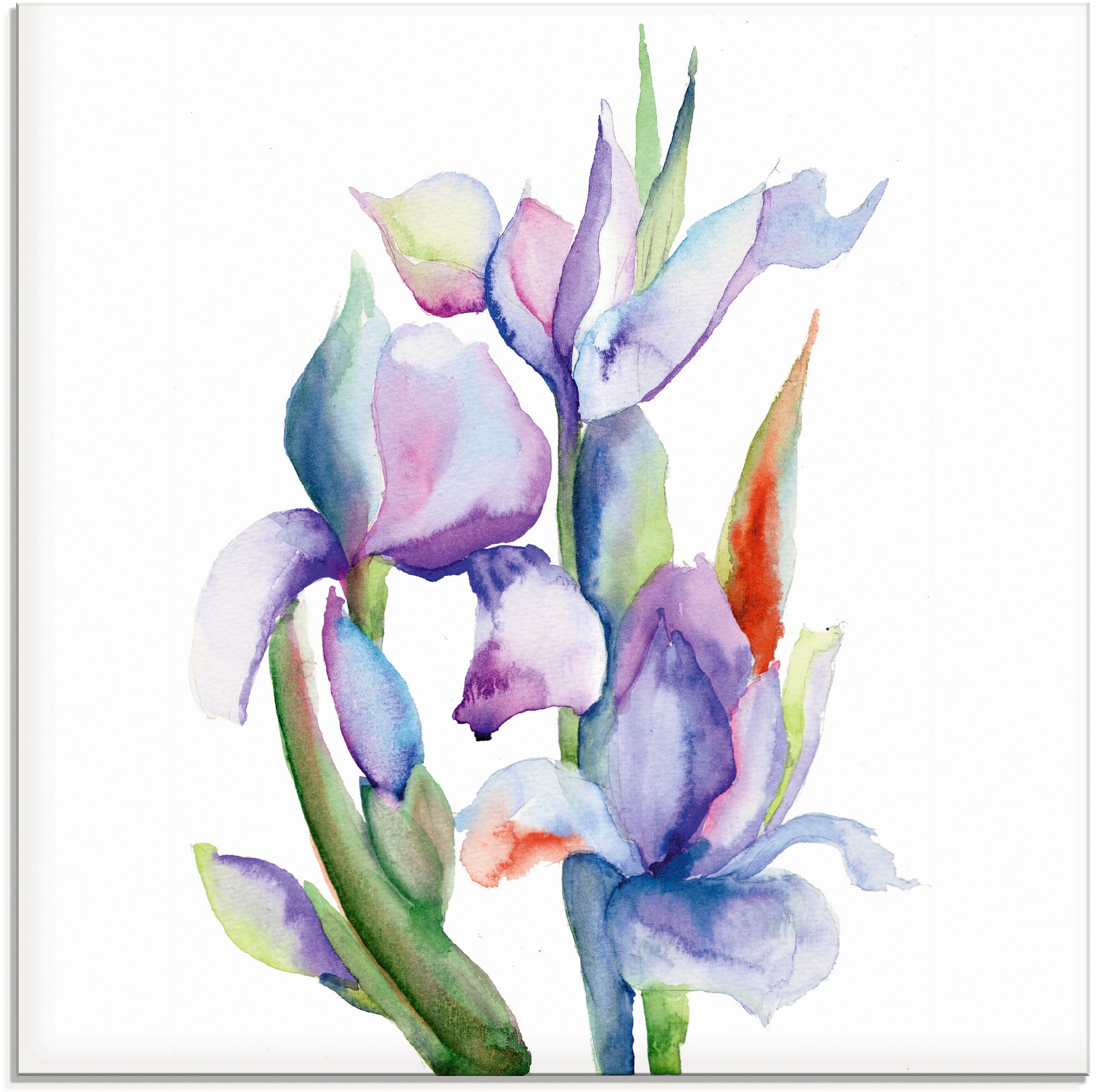 Artland Glasbild "Iris", Blumen, (1 St.), in verschiedenen Größen