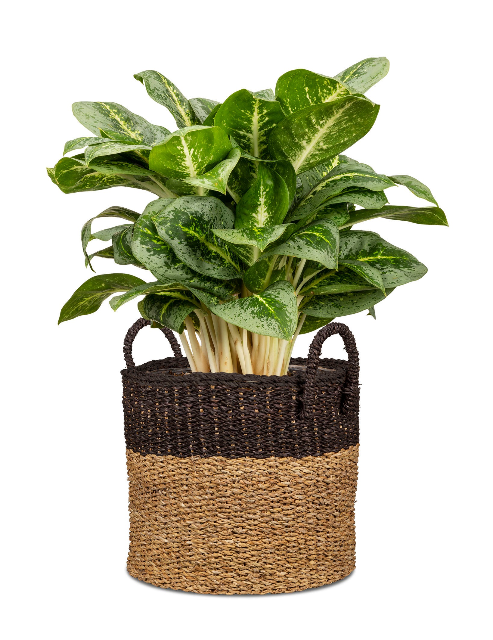 Scheurich Blumentopf »nut brown 23/516«
