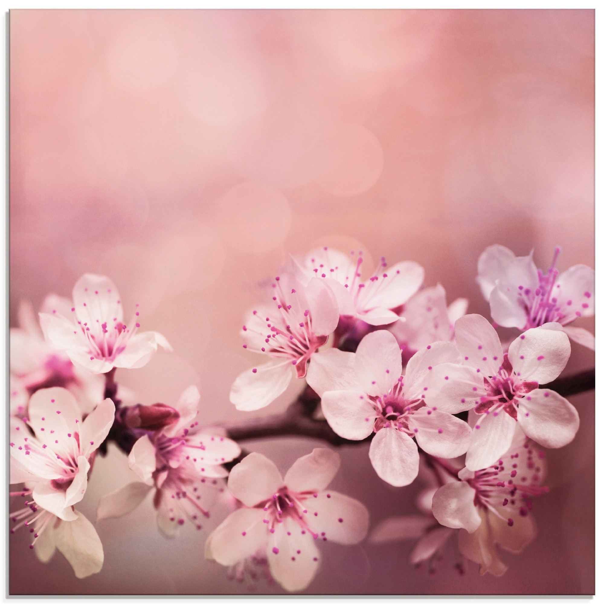 Glasbild »Kirschblüten«, Blumen, (1 St.), in verschiedenen Größen
