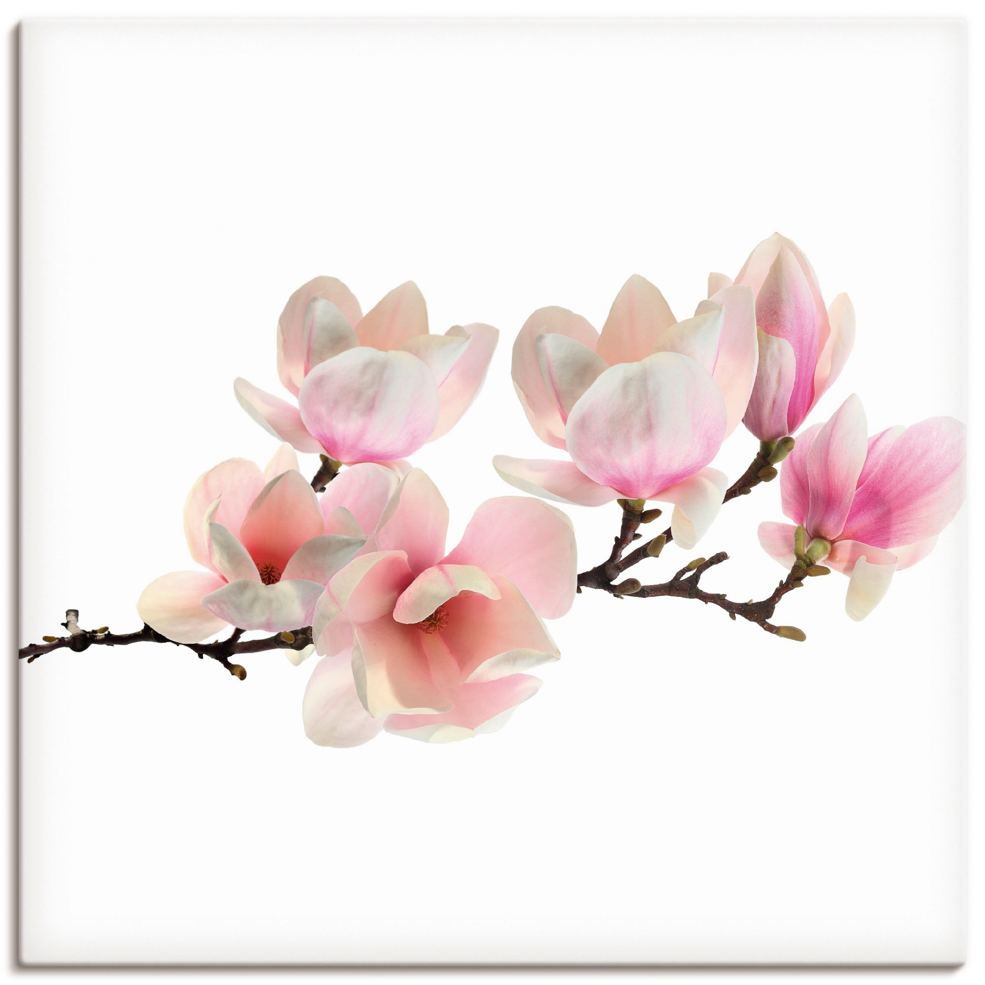 Artland Leinwandbild "Magnolie" Blumen 1 Stk. tlg. auf Holzrahmen gespannt