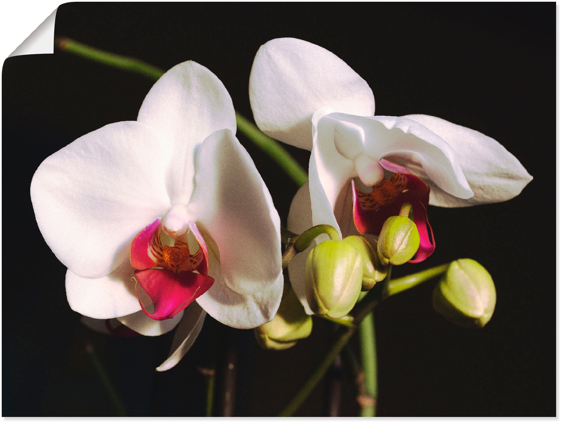 Black | Größen Leinwandbild, Wandbild versch. Friday St.), Wandaufkleber BAUR in oder Poster »weiße Blumen, Artland Orchidee«, als (1