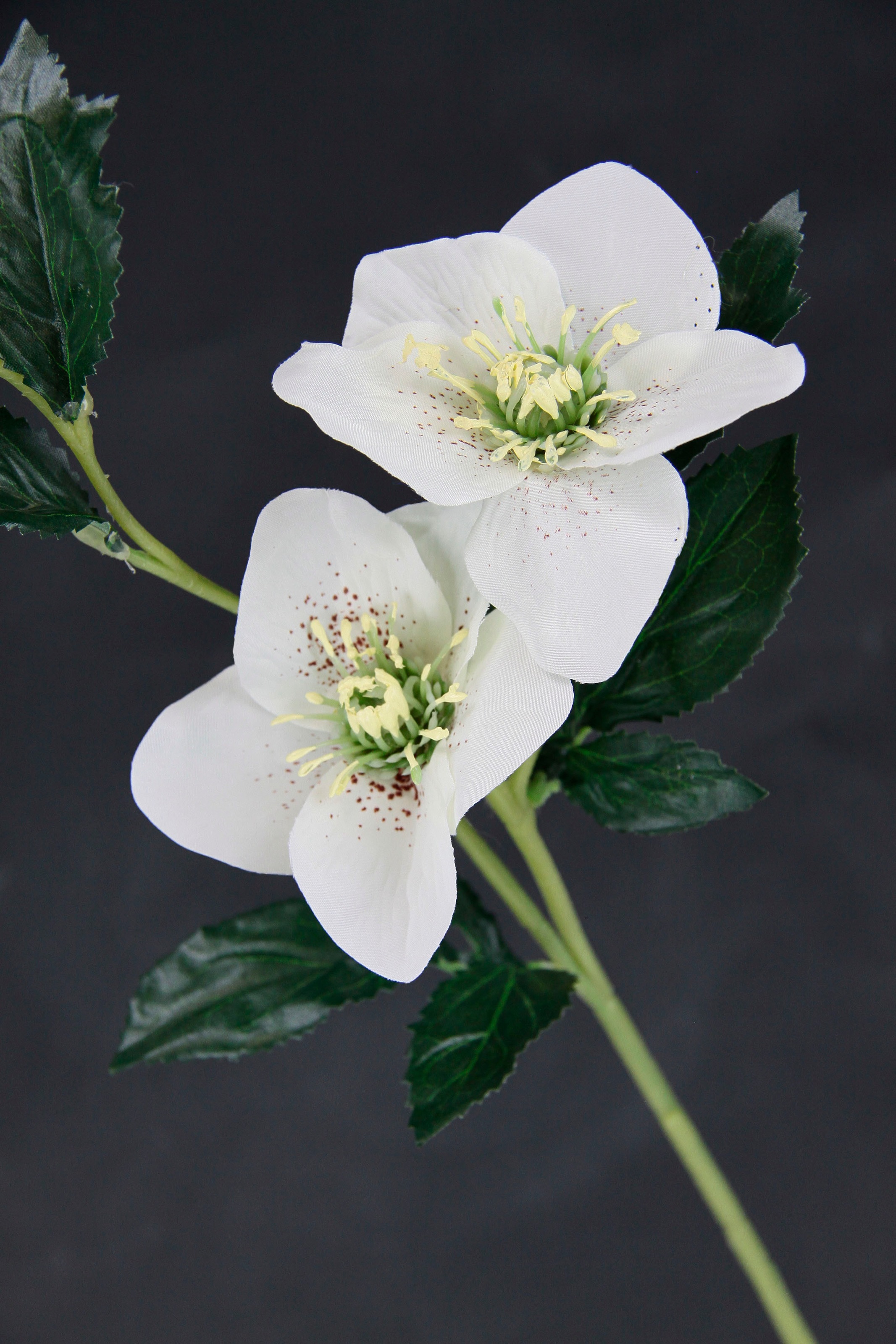 Thumbnail - I.GE.A. Kunstblume "Christrose" Künstlich Seidenblumen, 5er Set