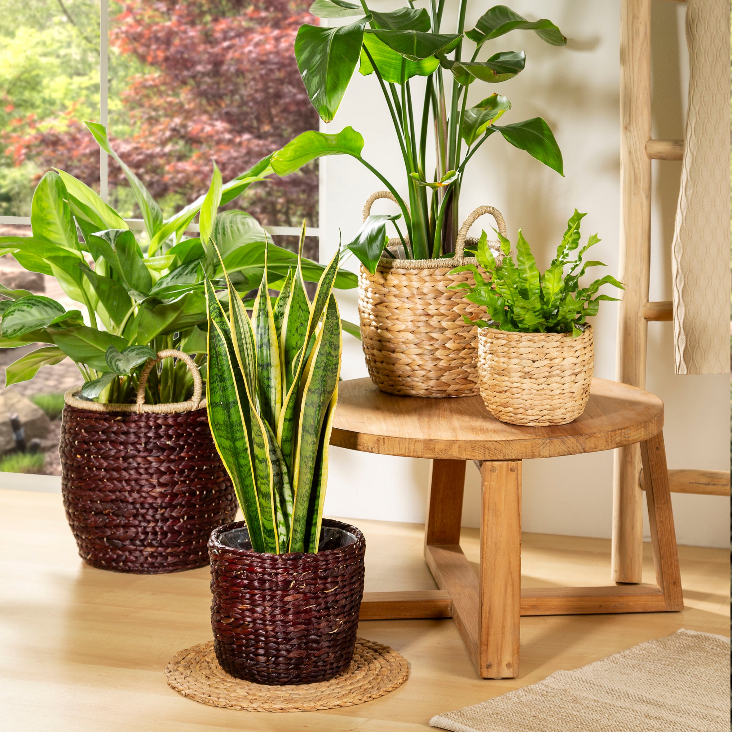 Scheurich Wasserhyazinthentopf »brown 34/506«