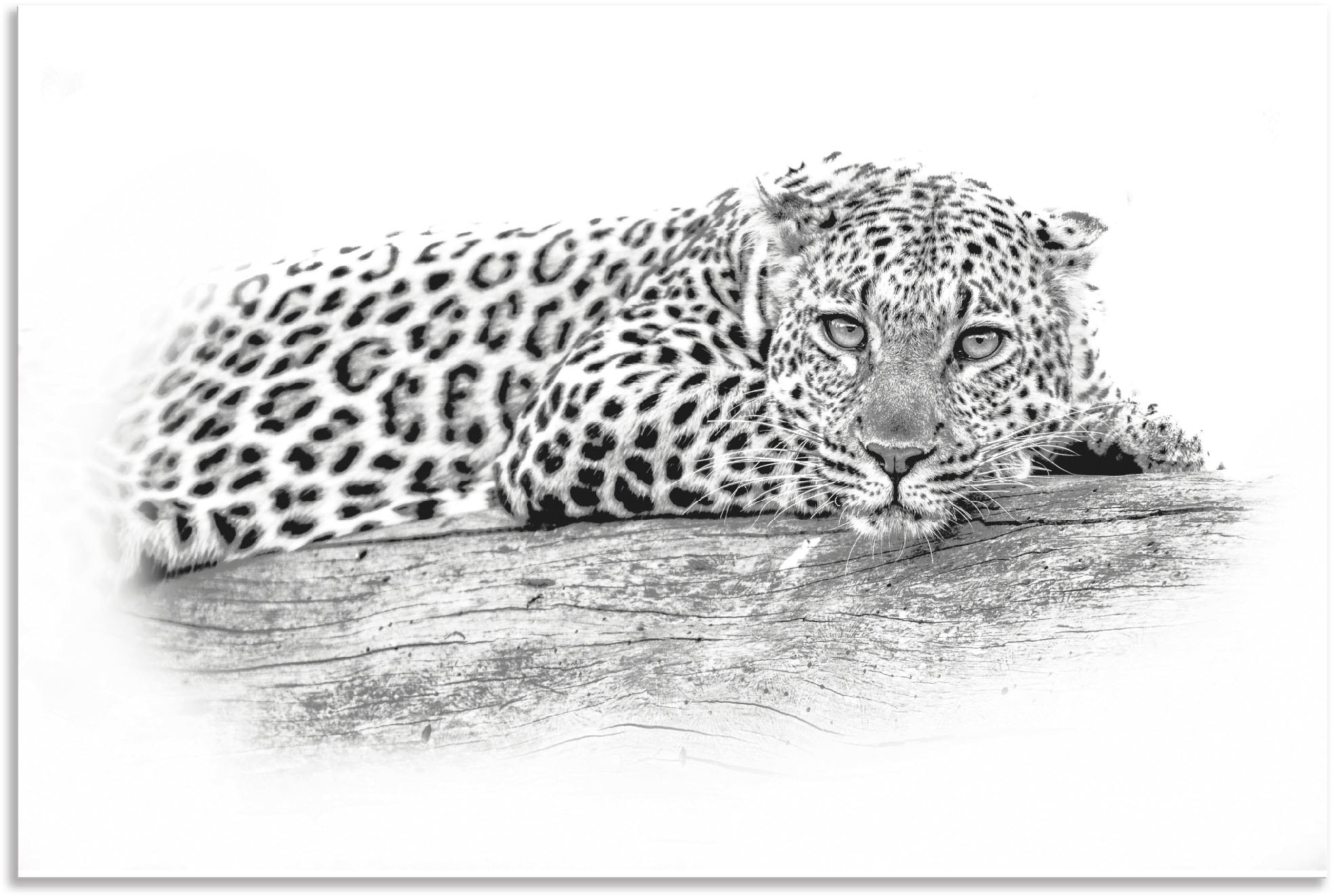 Artland Paveikslas »Leopard High Key Optik« Wi...