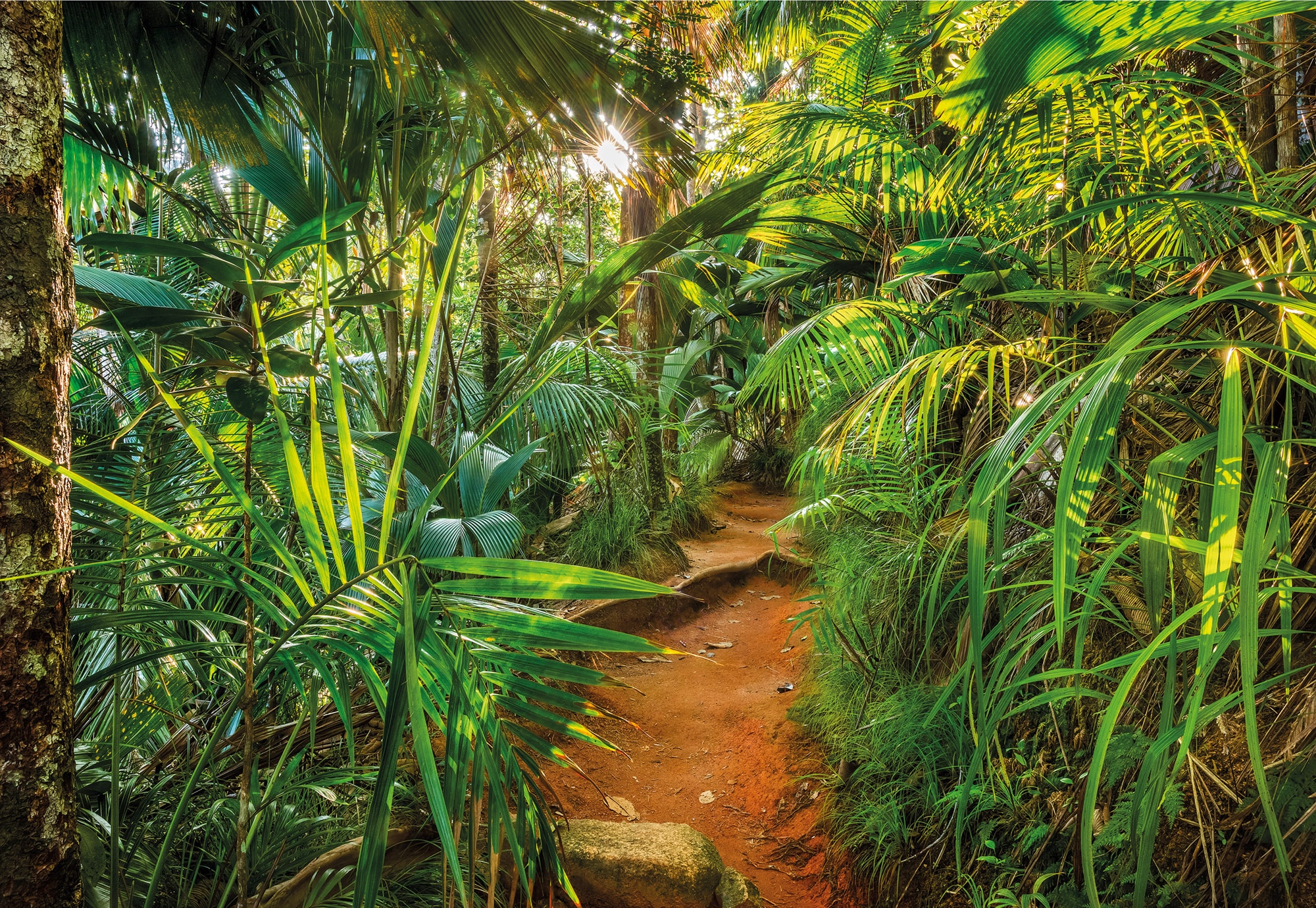 Komar Fototapete "Jungle Trail - Größe 368 X 254 Cm" Bedruckt Glatt Wohnzimmer, Schlafzimmer