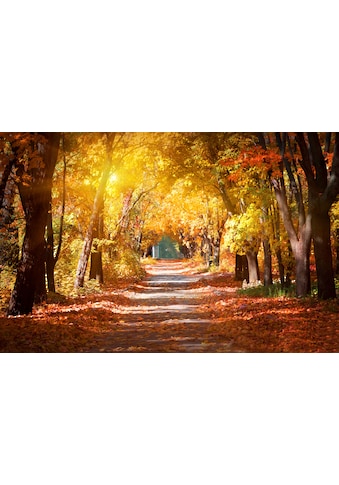 Papermoon Fototapetas »Alley in the Autumn Park«...
