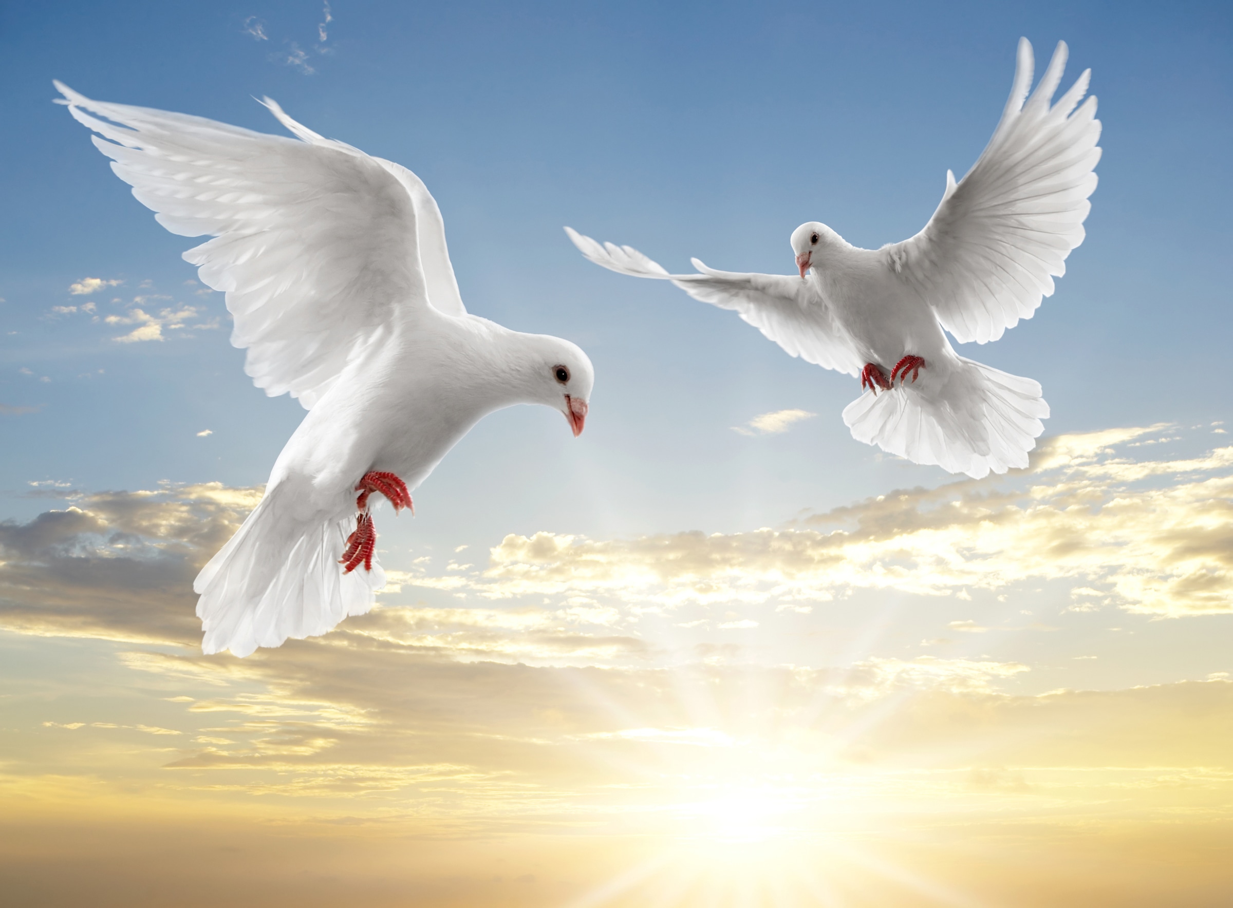 Papermoon Fototapete "White Doves" glatt günstig online kaufen