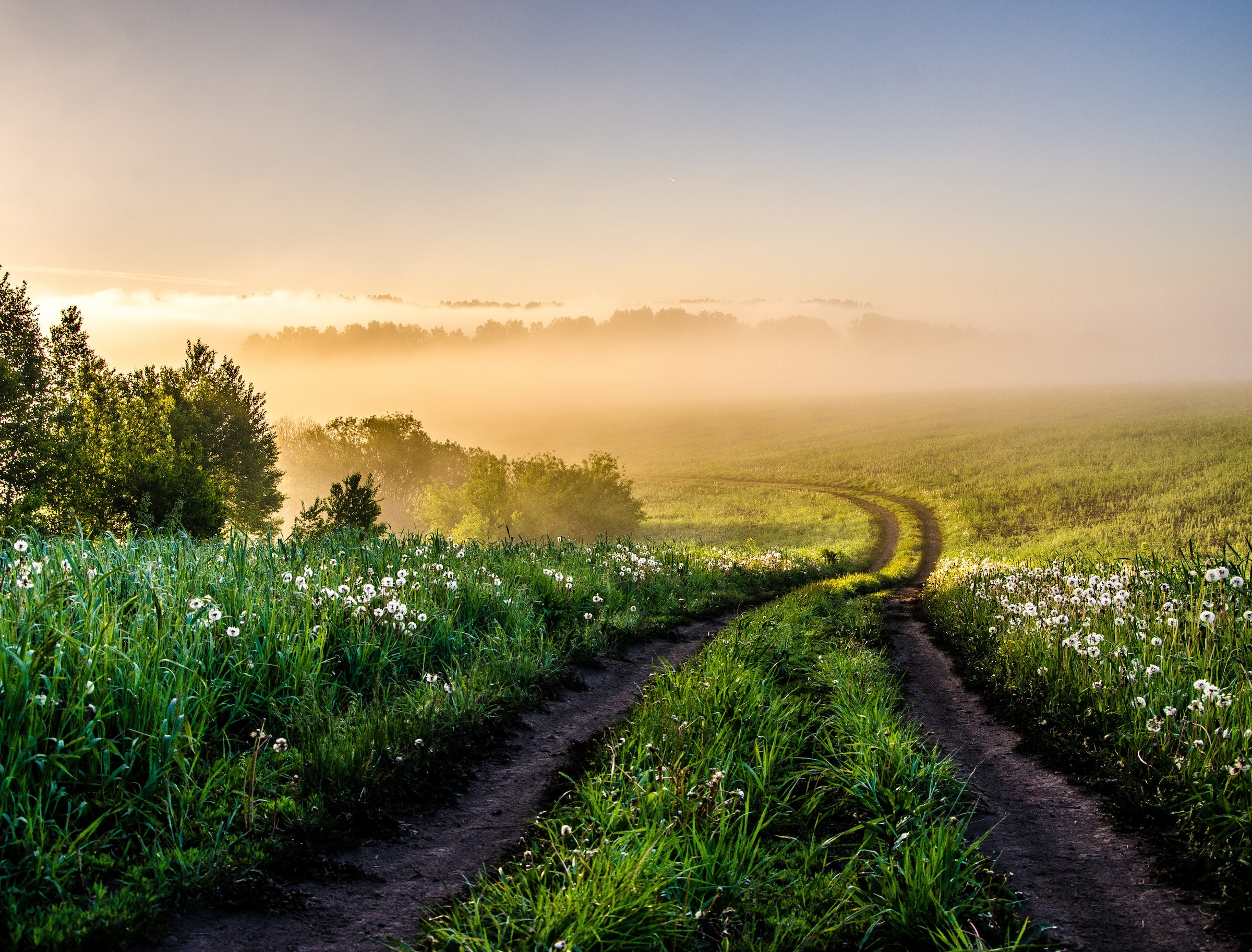 Papermoon Fototapete "Foggy Forest Path" glatt