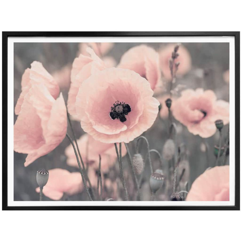 Wall-Art Poster »Rosa Mohnblume«, Blumen, (1 St.)