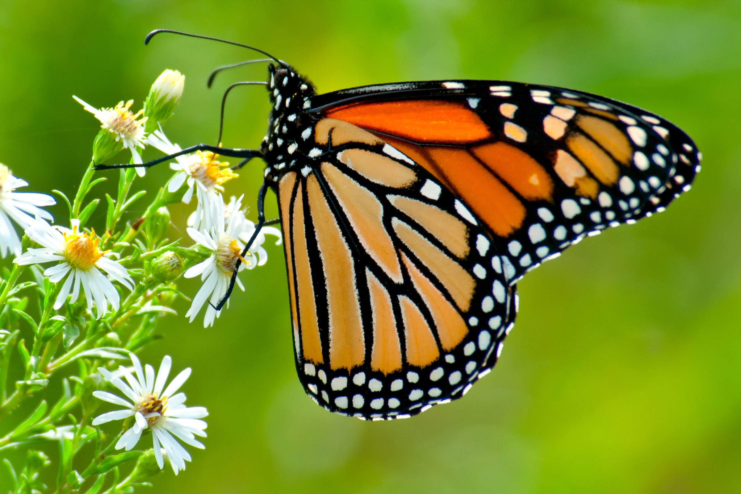 Papermoon Fototapete "Monarch Butterfly" glatt