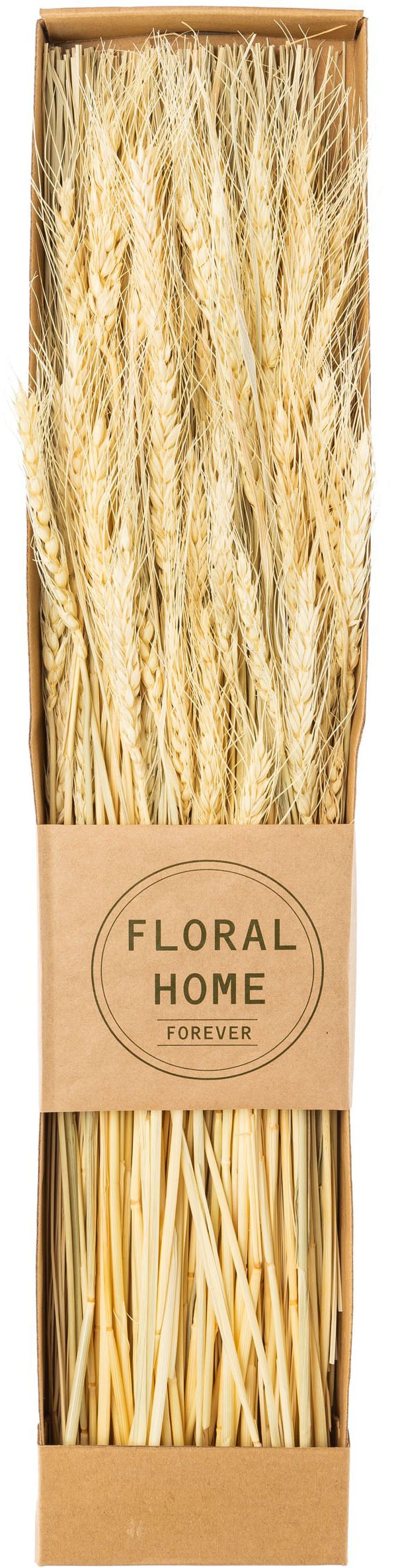 Creativ green Trockenblume "Trockenblumen-Bündel" günstig online kaufen