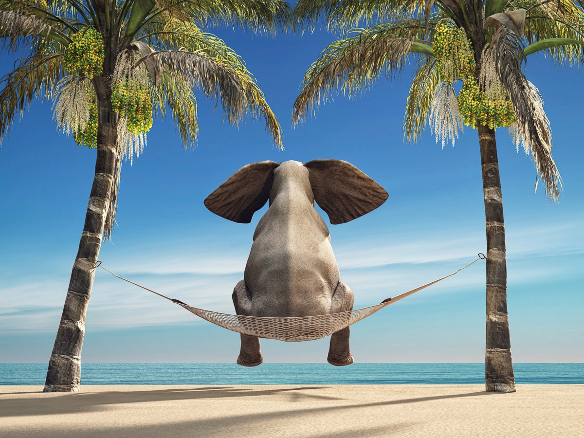 Papermoon Fototapete "Elefant auf Hängematte an Strand"