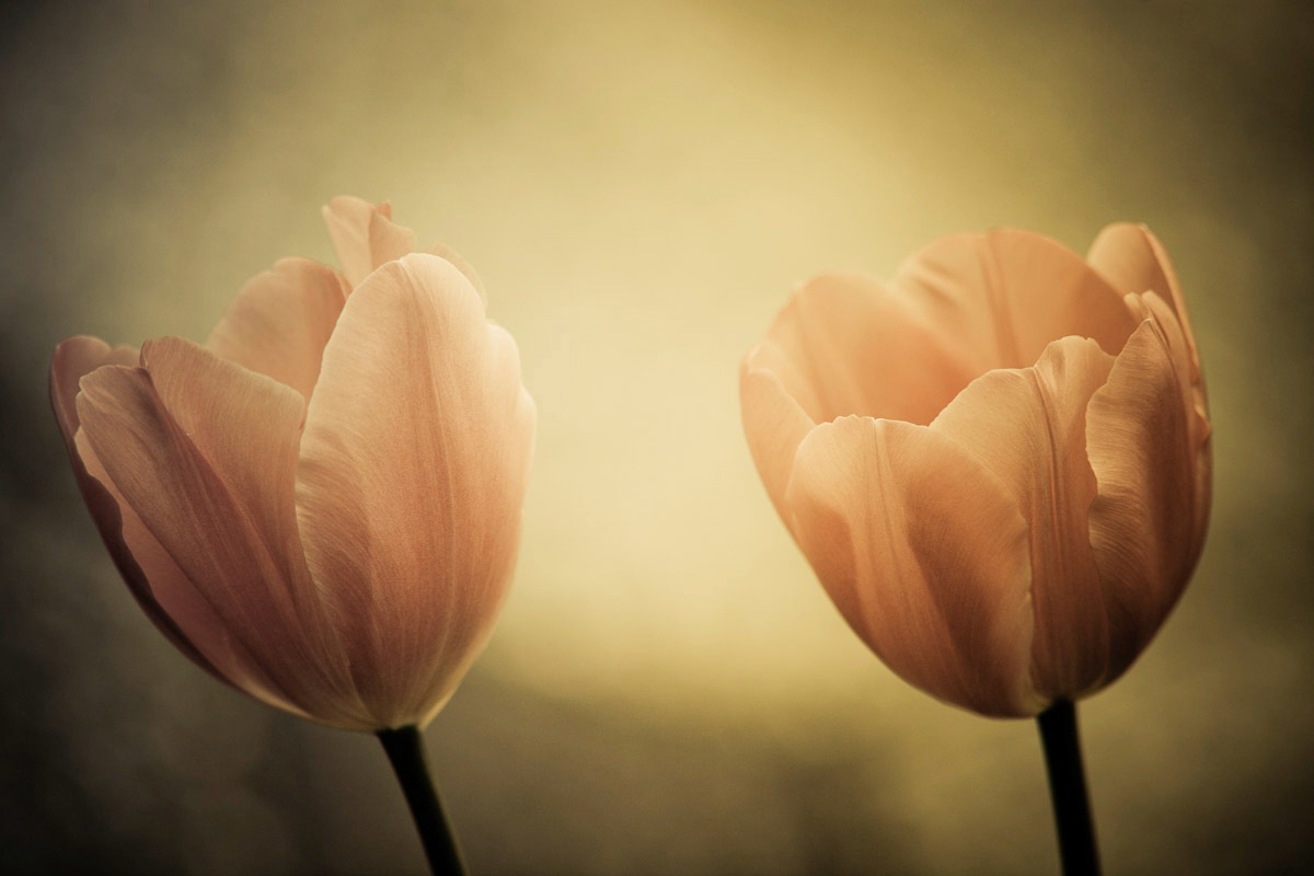 Papermoon Fototapetas »Blumen«