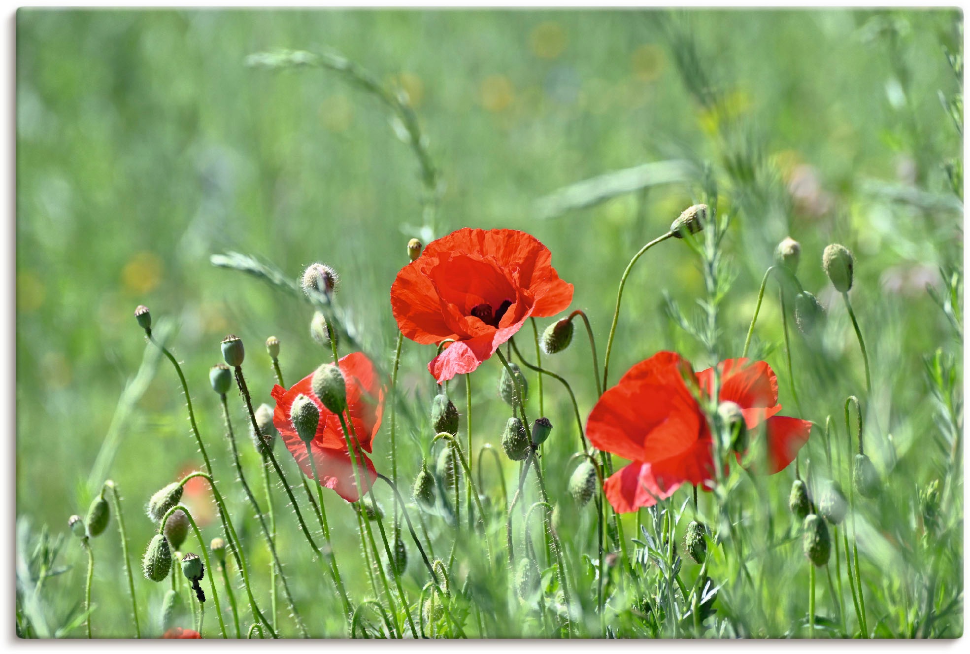 Artland Wandbild "Mohnblumen im Gras", Blumenbilder, (1 St.), als Leinwandb günstig online kaufen