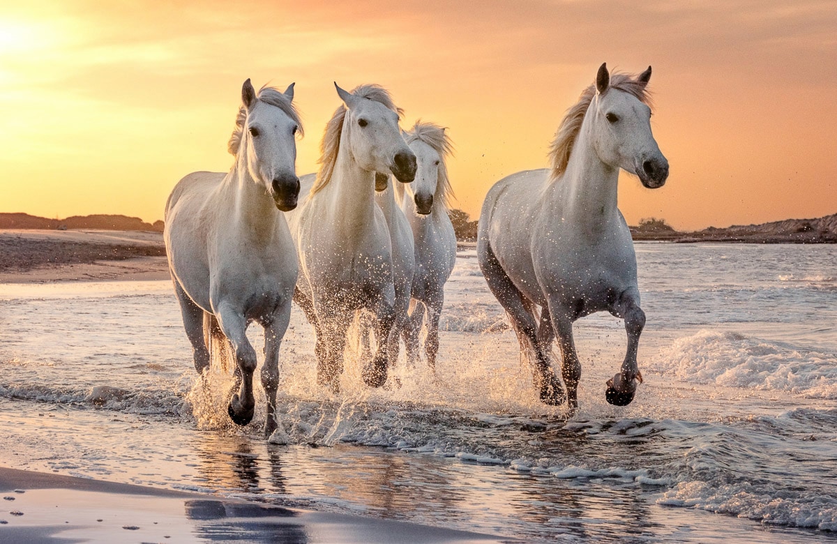 Papermoon "PFERDE-CAMARGUE GALLOP STRAND MEER TIERE KÜSTE PROVENCE"