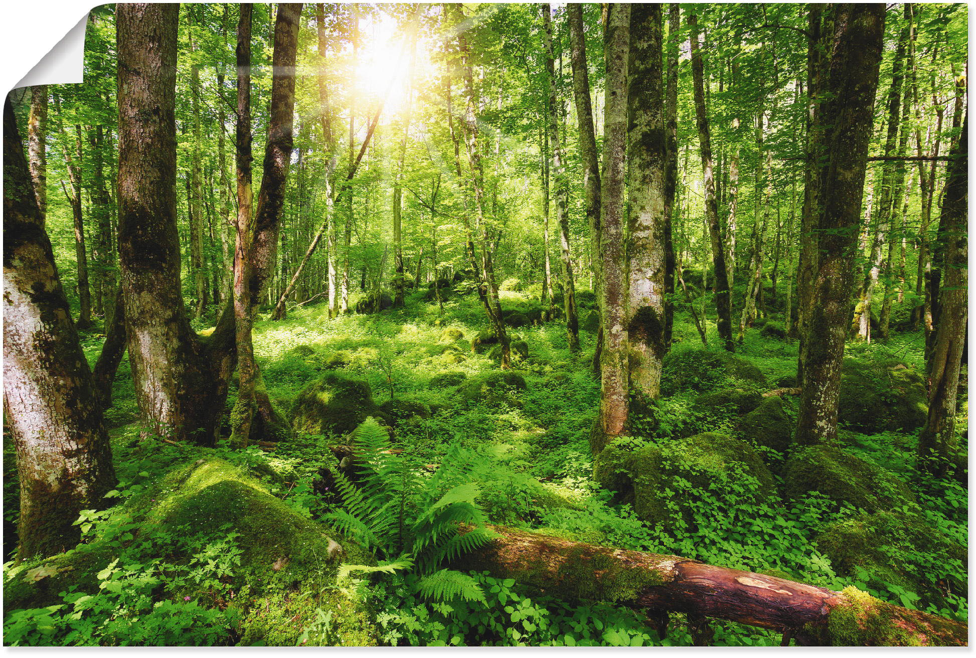 Artland Poster "Wald" Wald 1 Stk. tlg. ohne Rahmen